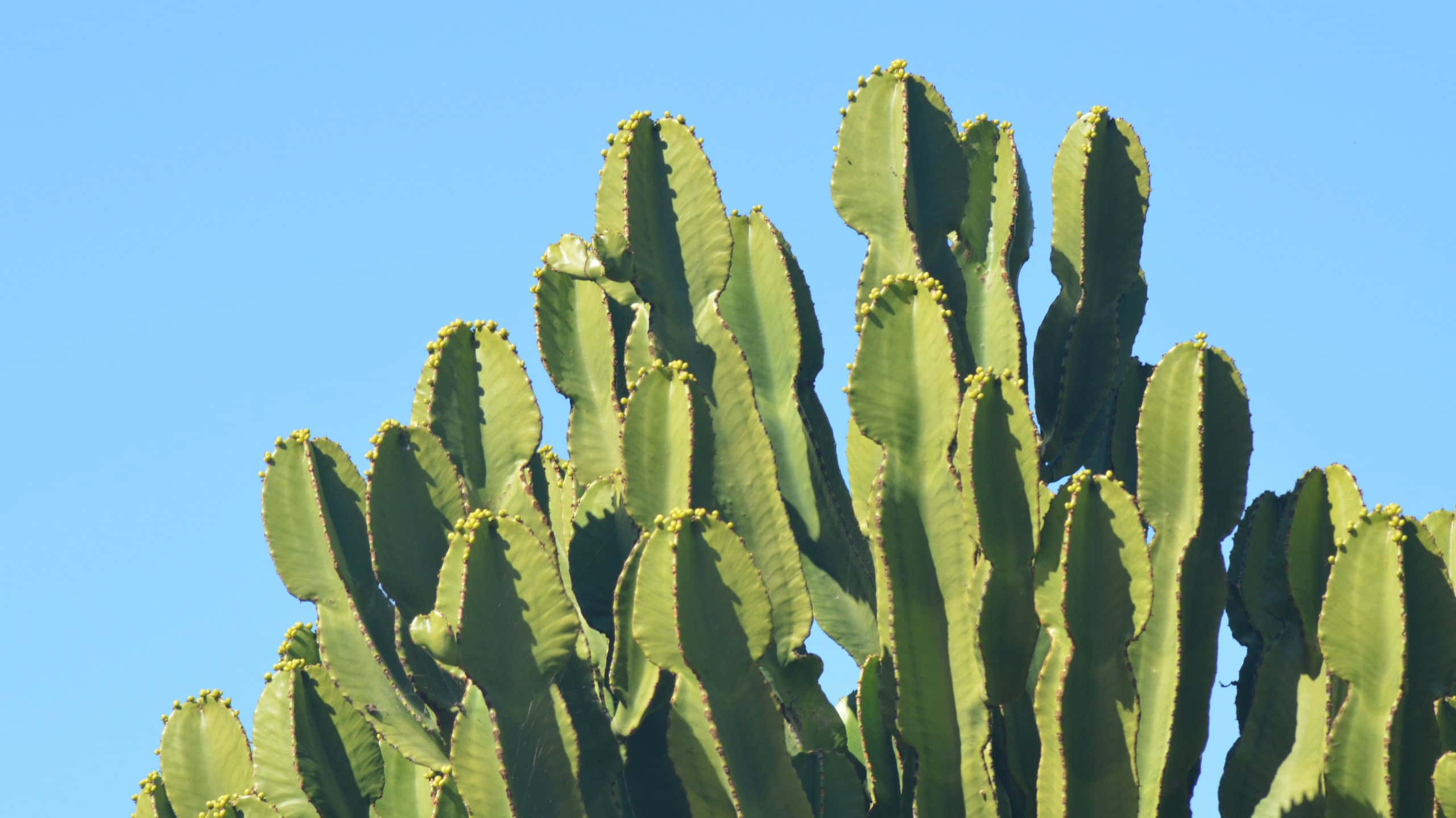 Cactus 桌布 壁紙 — 高大的綠色仙人掌，帶有尖刺的脊，在明亮的日光下襯著清澈的藍天。