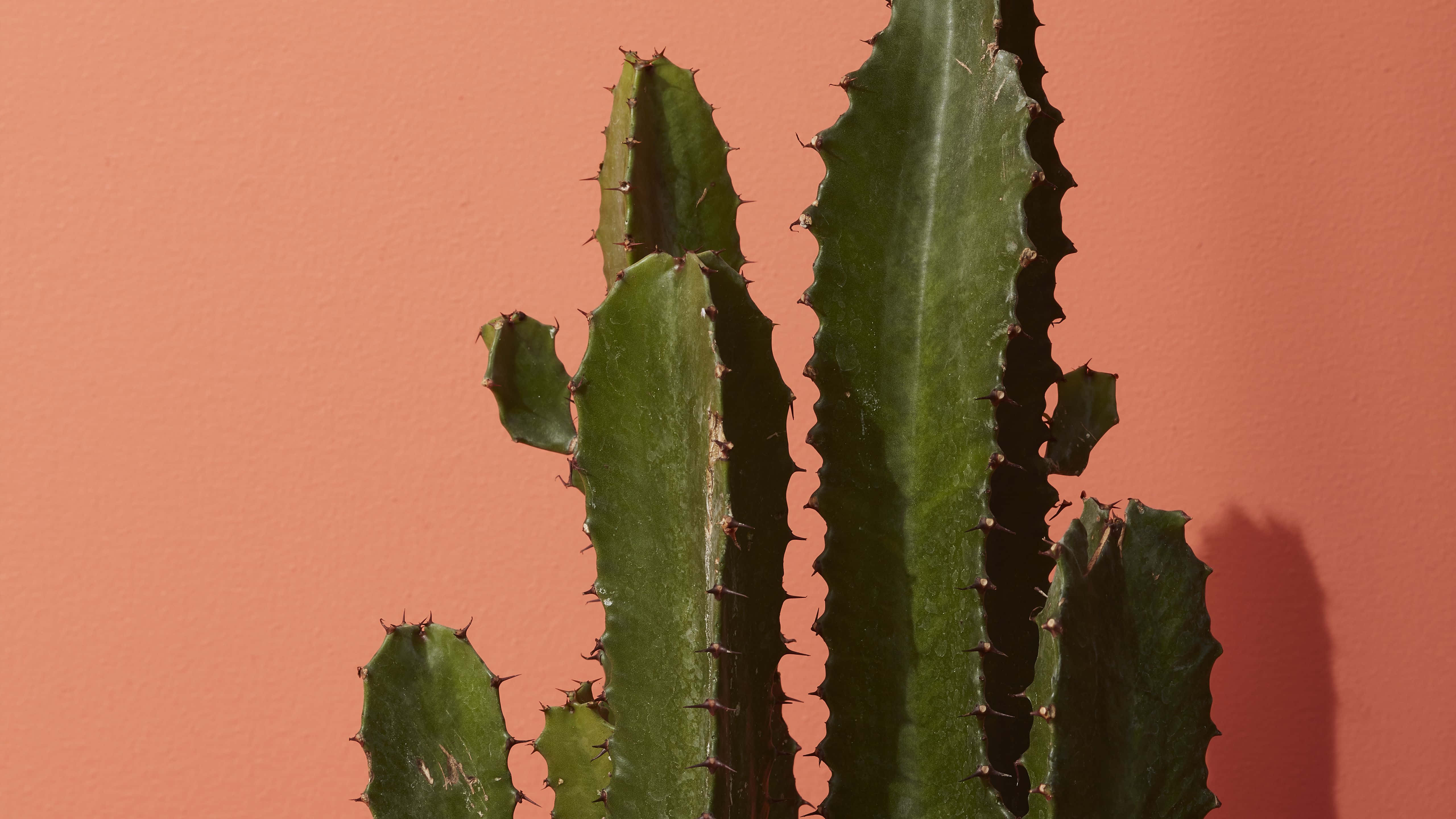 Cactus 桌布 壁紙 — 高大的綠色仙人掌，邊緣呈鋸齒狀，帶有尖刺，靠在光滑的赤陶牆上，投下柔和的陰影。