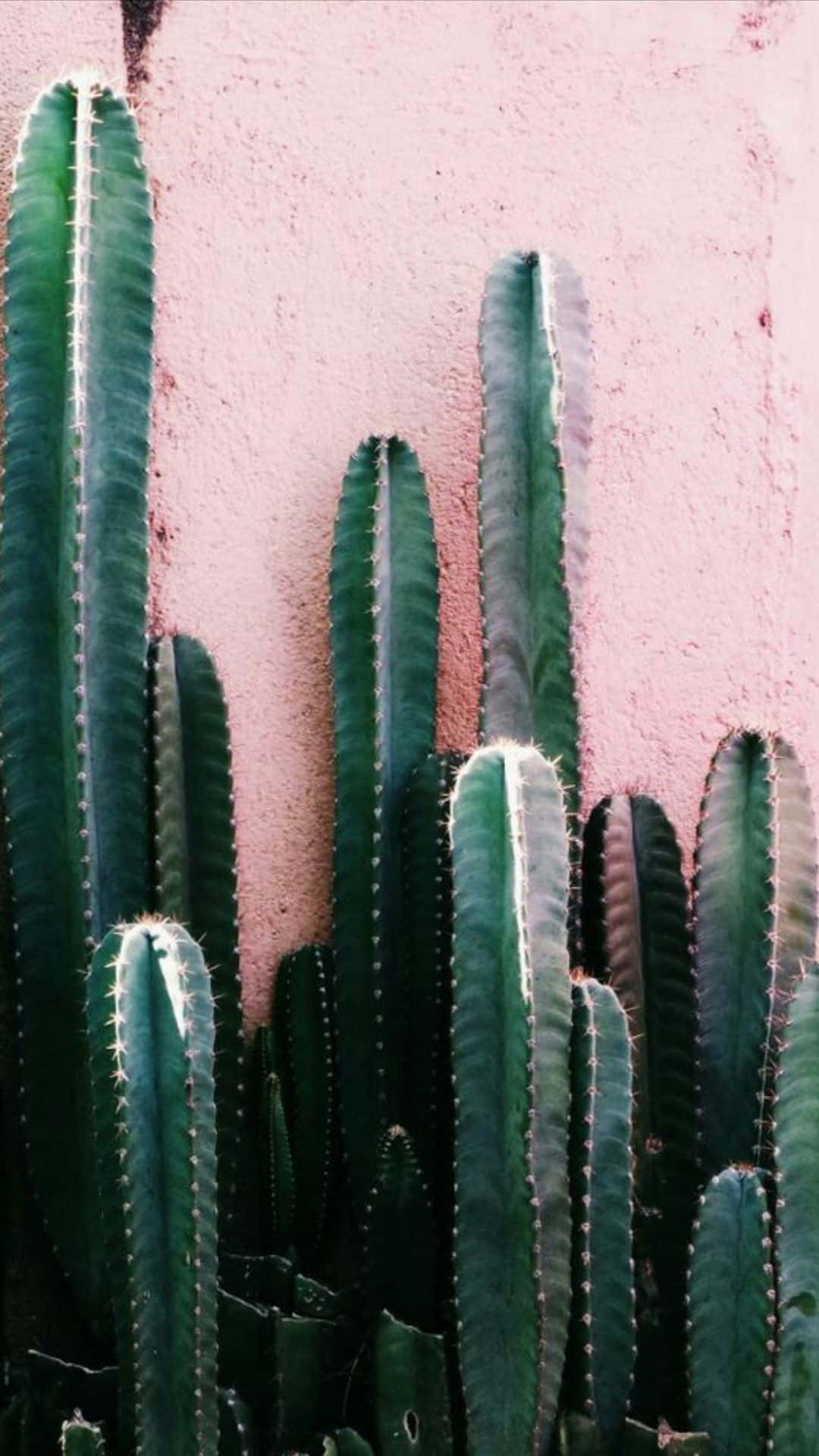 Cactus iPhone 桌布 壁紙 — 高大的綠色仙人掌帶有刺，在極簡構圖中對著有紋理的粉紅色牆壁生長。