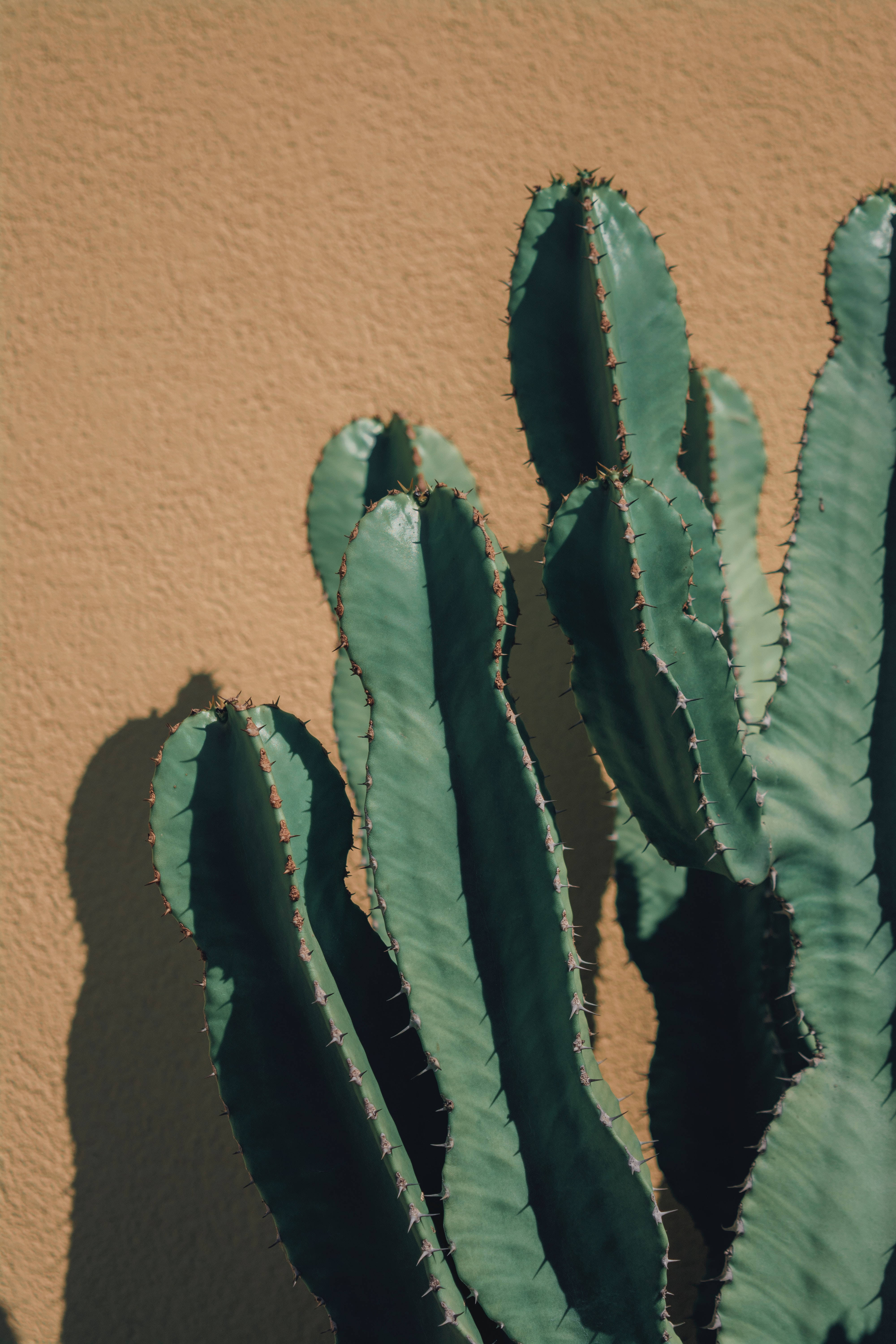 Cactus 桌布 壁紙 — 高大的綠色仙人掌帶有尖刺，在明亮的陽光下，在質感豐富的赤陶牆上投下鮮明的陰影。
