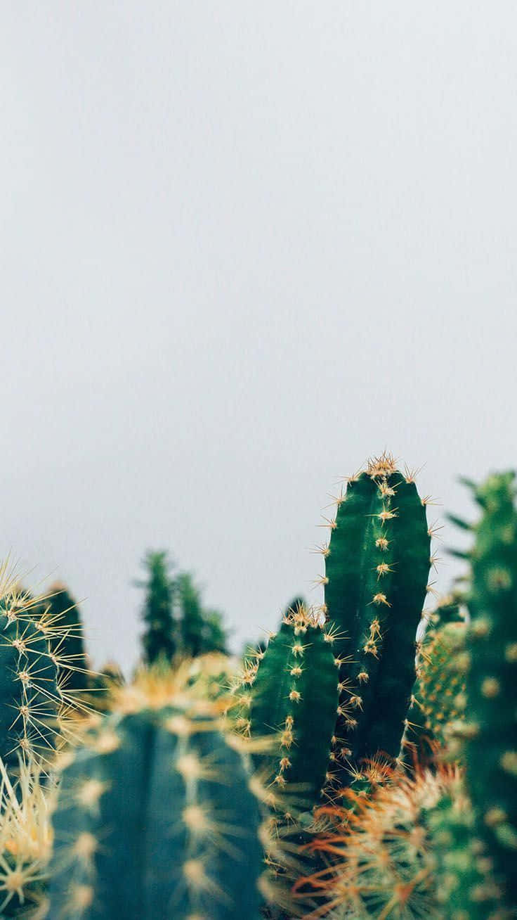 Cactus 桌布 壁紙 — 高大的綠色仙人掌帶有金色刺，在柔和的淡色天空下，呈現極簡沙漠場景。