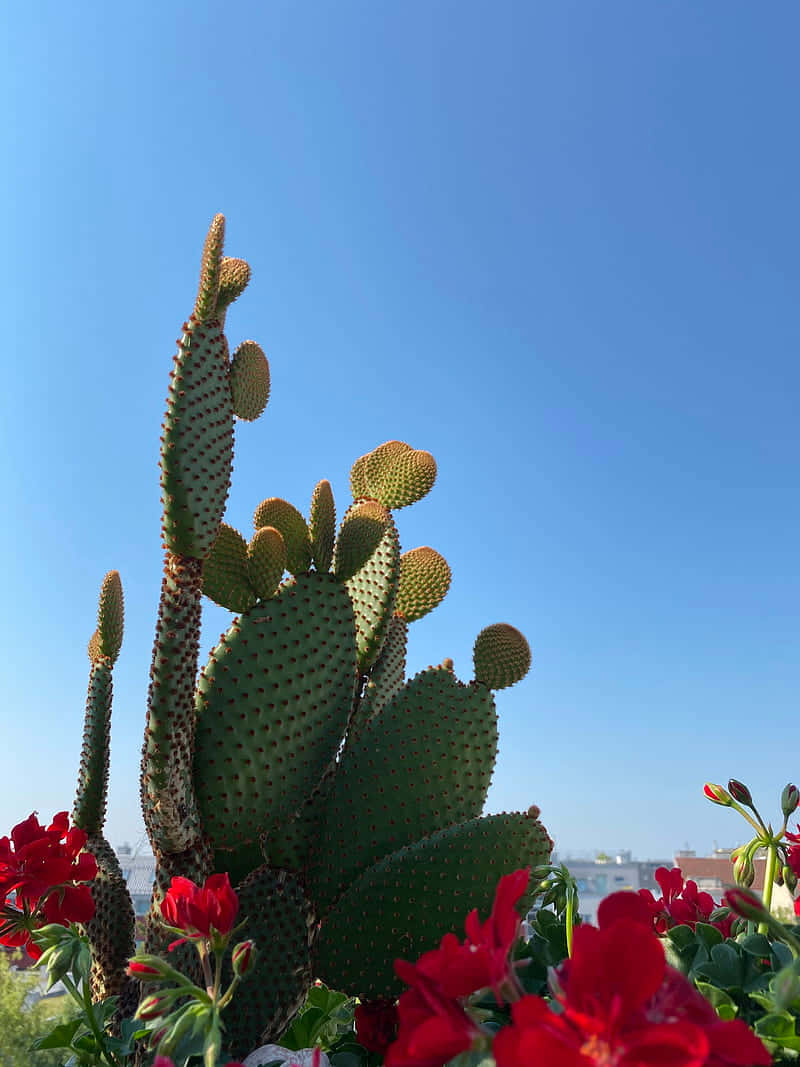 花 桌布 壁紙 — 高大的綠色仙人掌果仙人掌開出紅色花朵，在清澈的藍天下綻放。