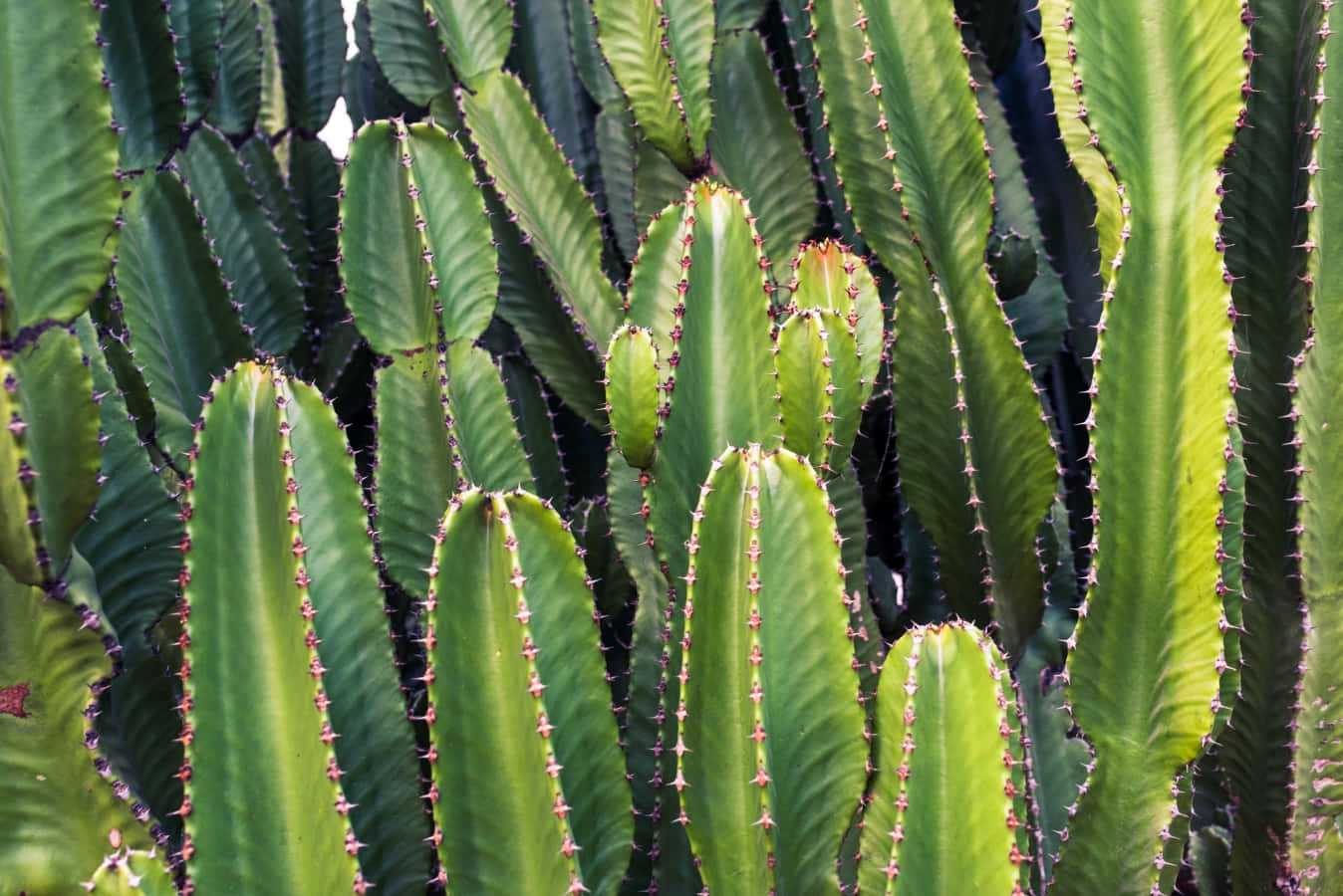 Cactus Plants 桌布 壁紙 — 高大的綠色仙人掌植物帶有粉紅色刺，在明亮的陽光下密集地生長。