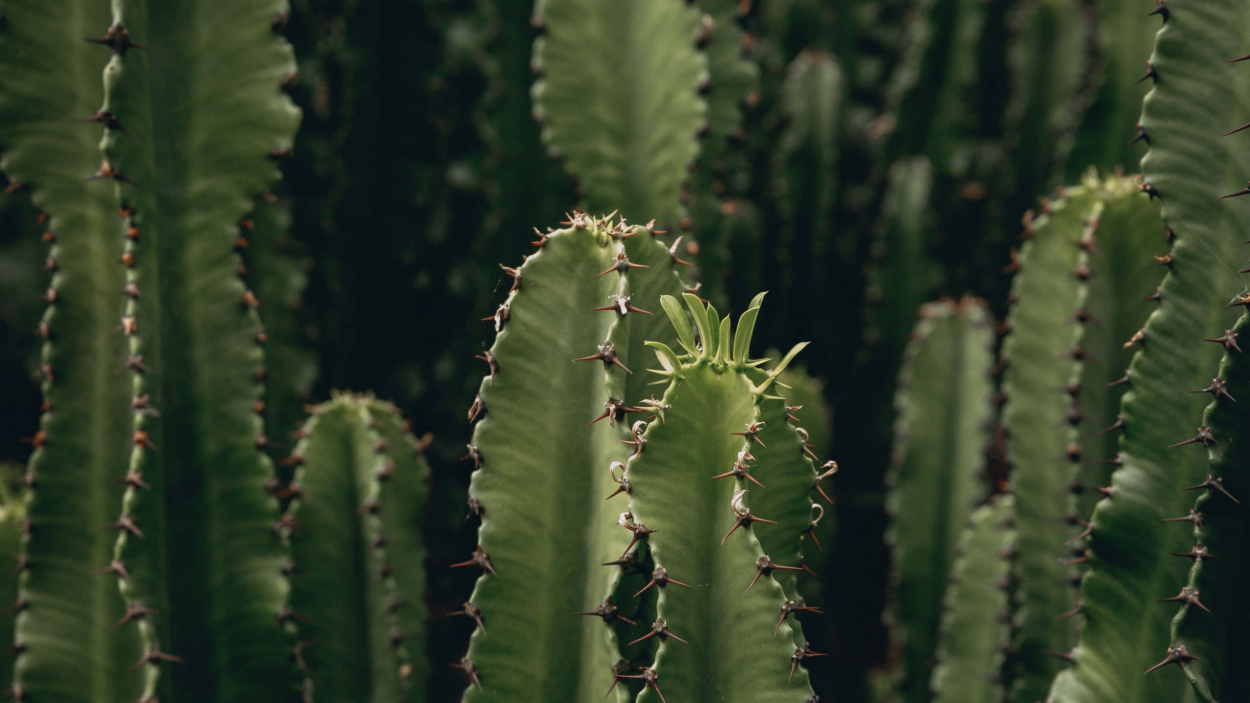 Cactus 桌布 壁紙 — 高大的綠色仙人掌莖帶有尖刺，在柔和的自然光下密集地生長在沙漠叢中。
