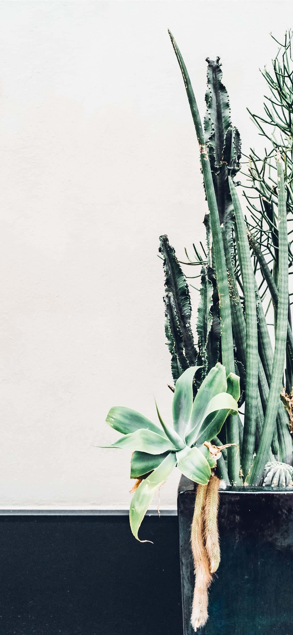 Cactus iPhone 桌布 壁紙 — 高大的綠色多肉植物和仙人掌種在深色花盆中，背景是極簡白色牆壁和黑色底座。