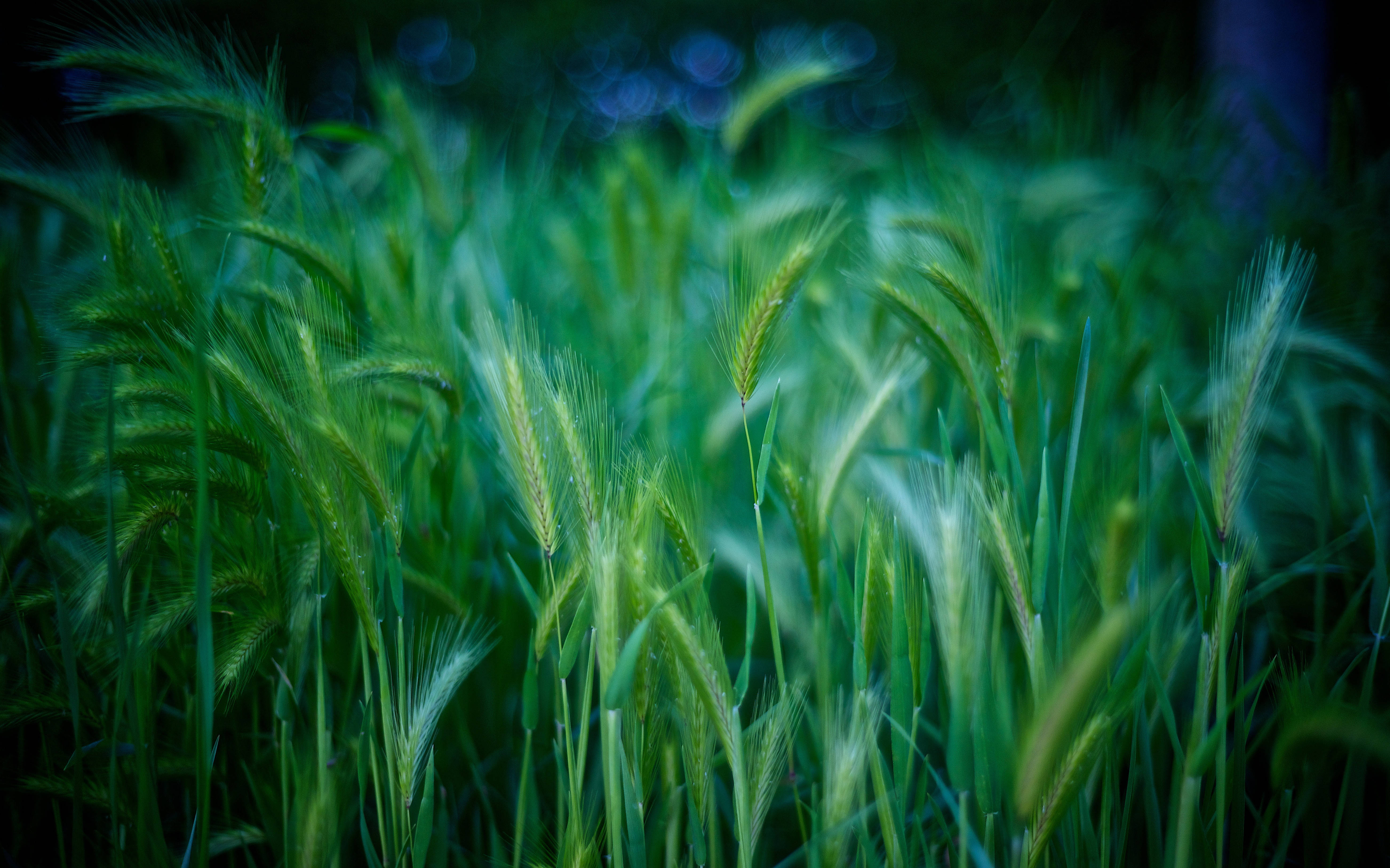 Grass 桌布 壁紙 — 高大的綠色大麥莖在柔和的暮光中輕輕搖曳，背景是模糊的藍色散景。