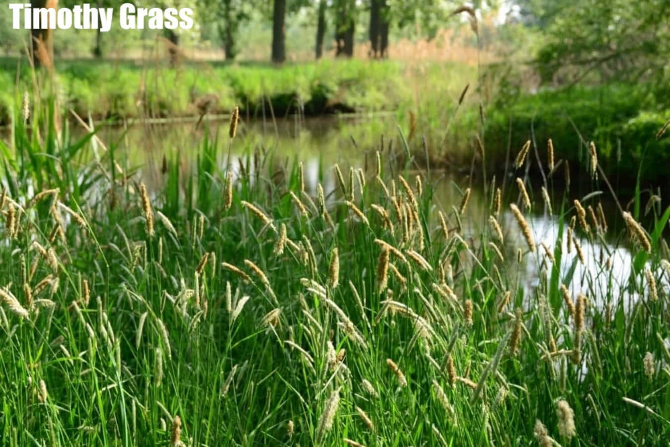 Grass 桌布 壁紙 — 高大的綠色提摩西草帶有羽毛狀的種子頭，在陽光明媚的草地上，在平靜的池塘邊輕輕搖曳。