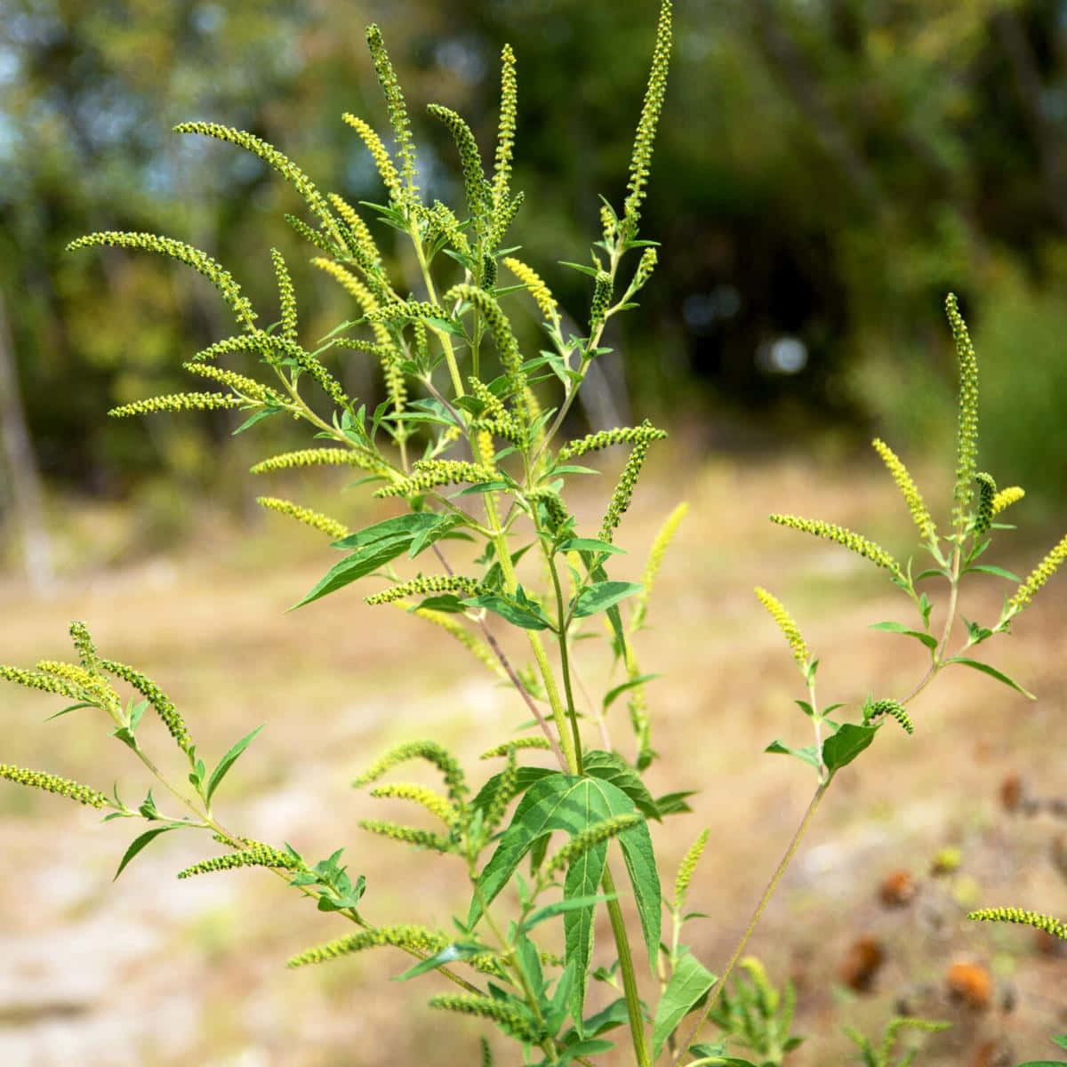 Plant 桌布 壁紙 — 高大的綠色植物帶有黃綠色穗狀花序，在陽光明媚的自然田野中輕輕搖曳，背景是模糊的森林。