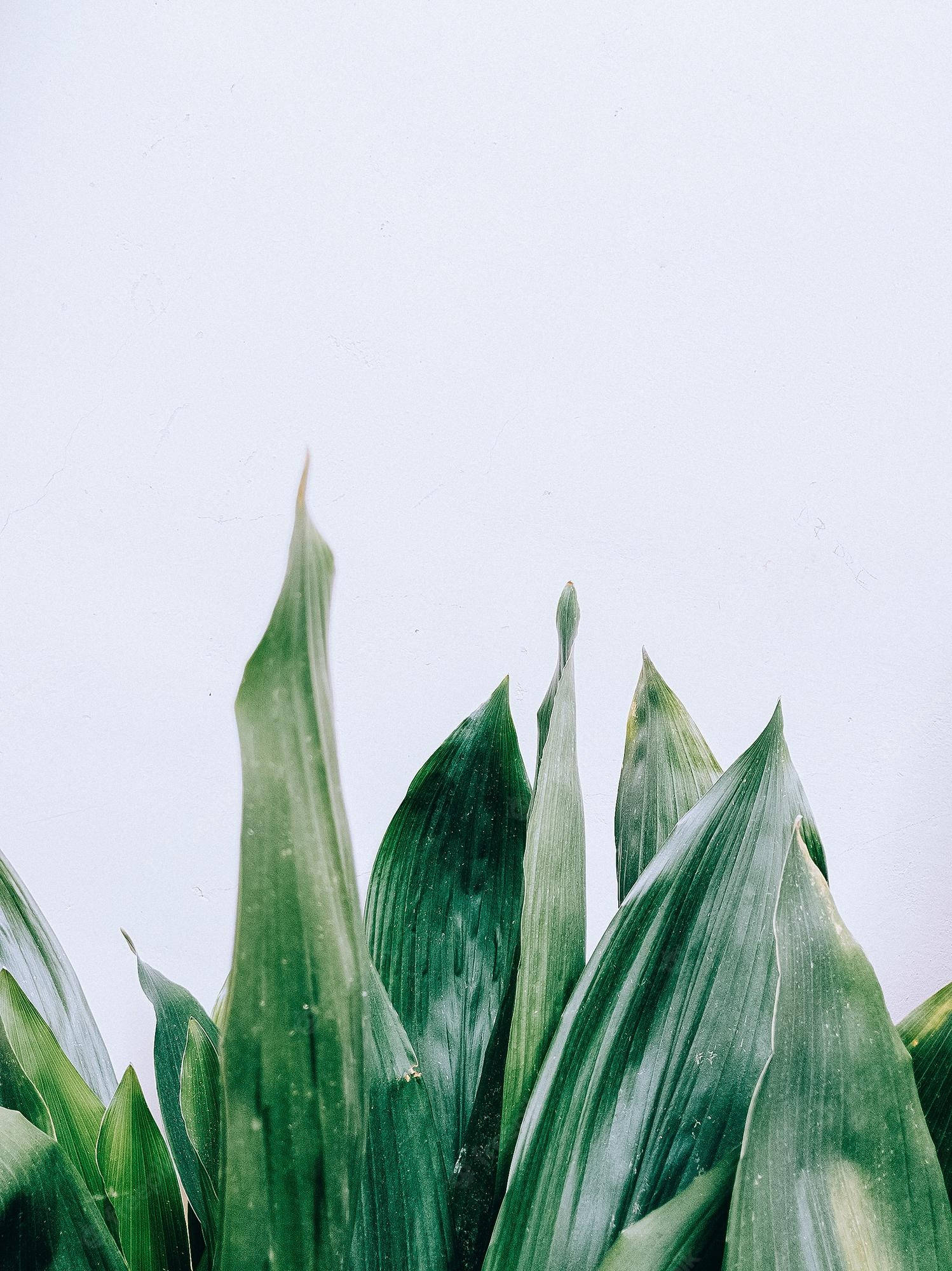 Plant Aesthetic 桌布 壁紙 — 高大的綠色植物葉子在柔和蒼白的天空背景下以極簡構圖升起。