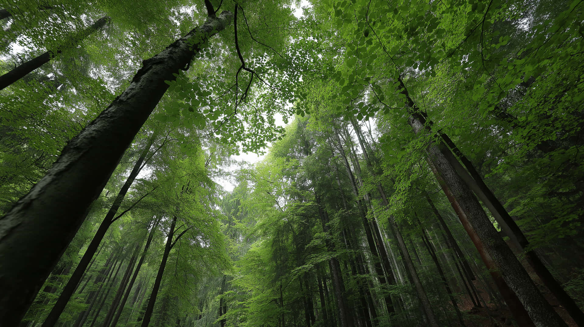 Towering Forest Canopy from a Worm's-Eye Perspective 壁紙 — 高大的綠色樹木穿過茂密的樹冠向上伸展，在霧氣瀰漫的森林中過濾出柔和的光線。