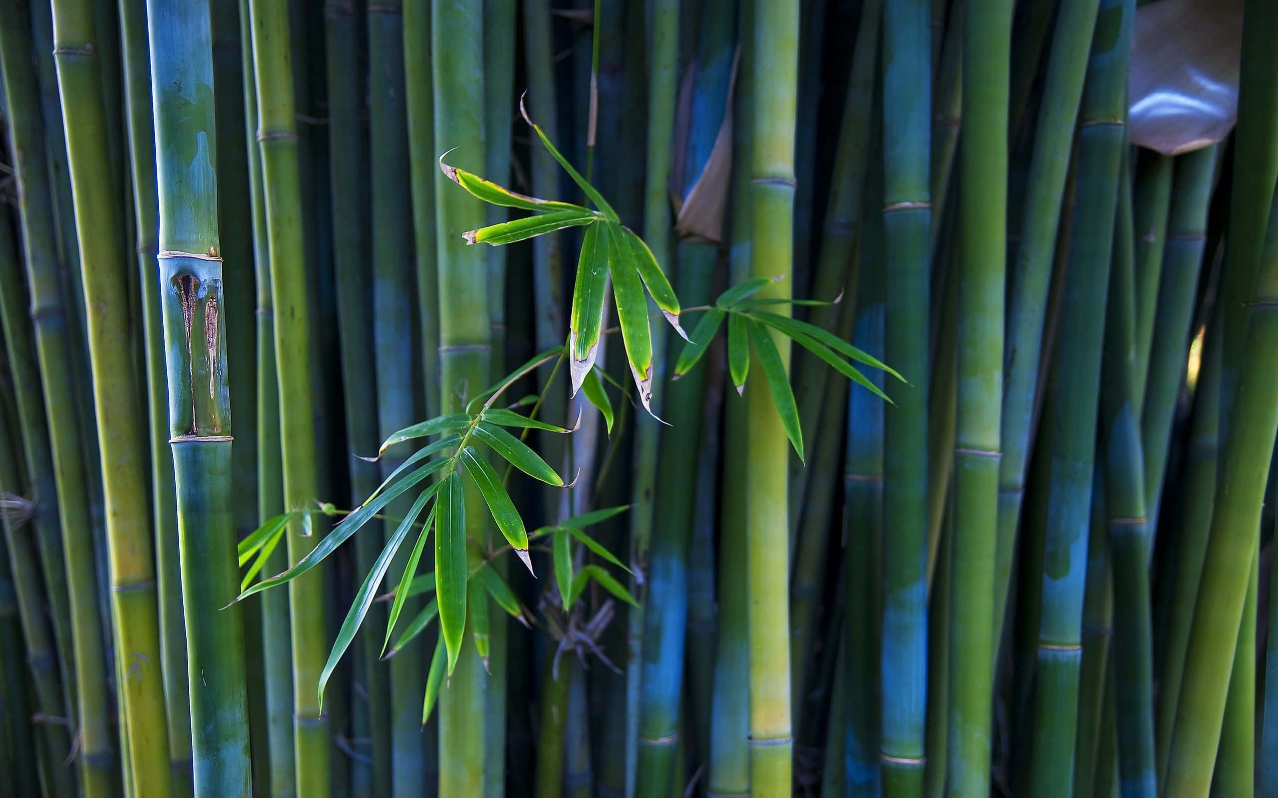 Bamboo Forest 桌布 壁紙 — 高大的綠色竹莖，單一枝葉子向前伸展，襯以紋理背景。