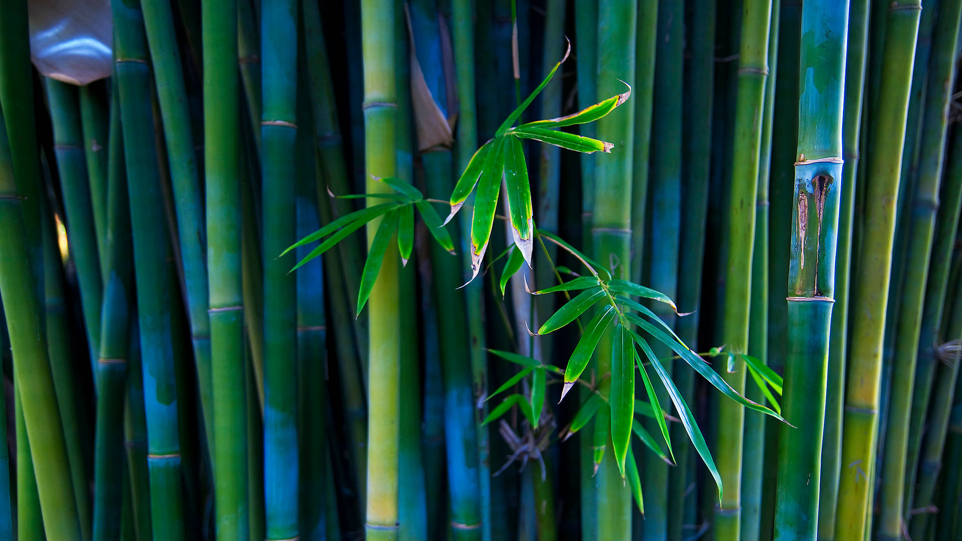 Bamboo 桌布 壁紙 — 高大的綠色竹莖，帶有鮮豔的葉子，在茂密的自然叢林中捕捉陽光。