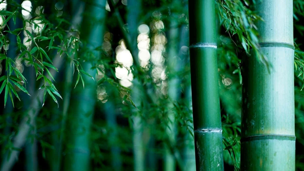 720p Bamboo 桌布 壁紙 — 高大的綠色竹莖，柔和的散景光線穿過茂密的樹葉，在寧靜的森林中。