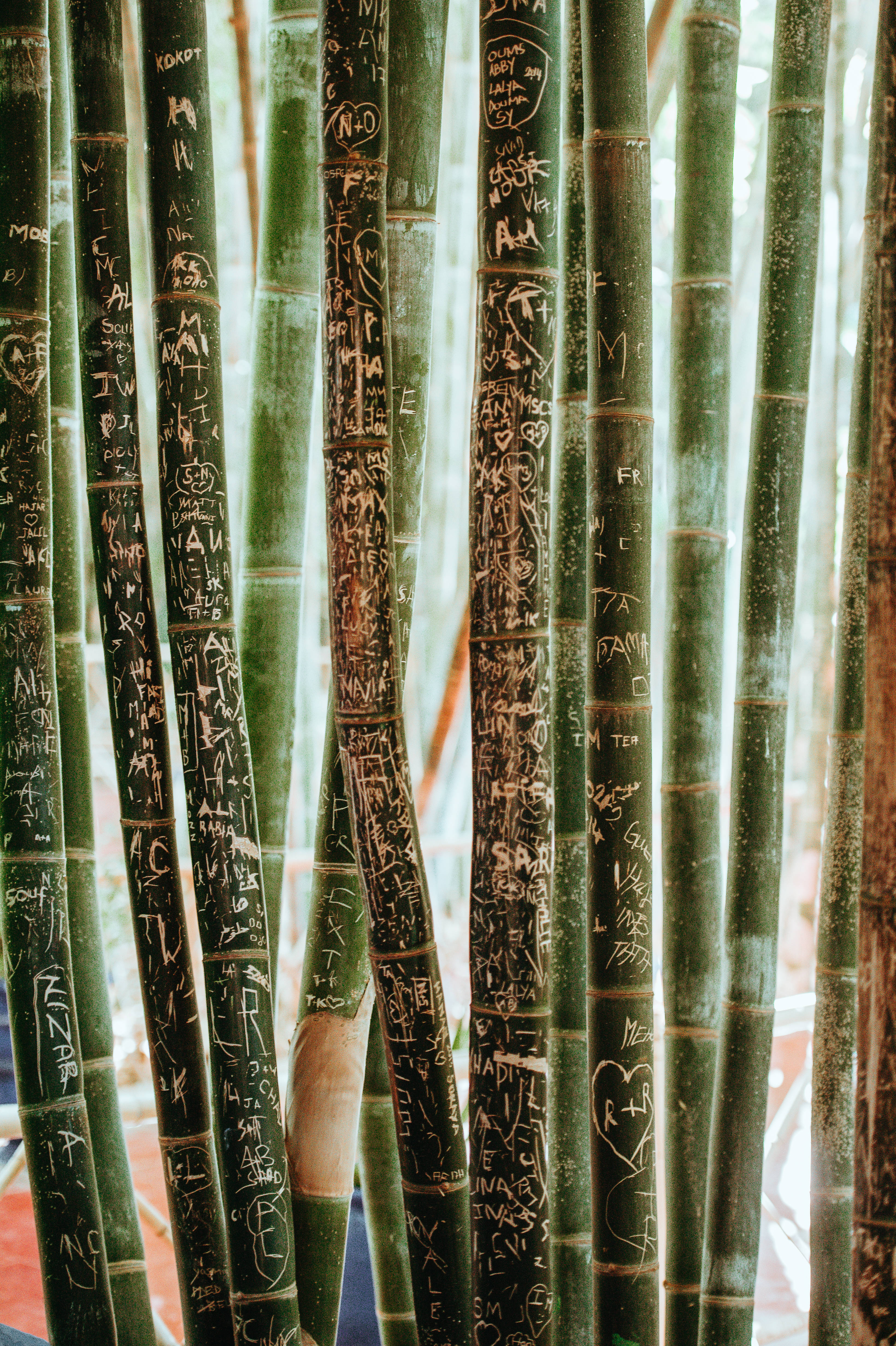 Bamboo 桌布 壁紙 — 高大的綠色竹莖上覆蓋著白色塗鴉和雕刻，在柔和自然光下緊密地生長在一起。