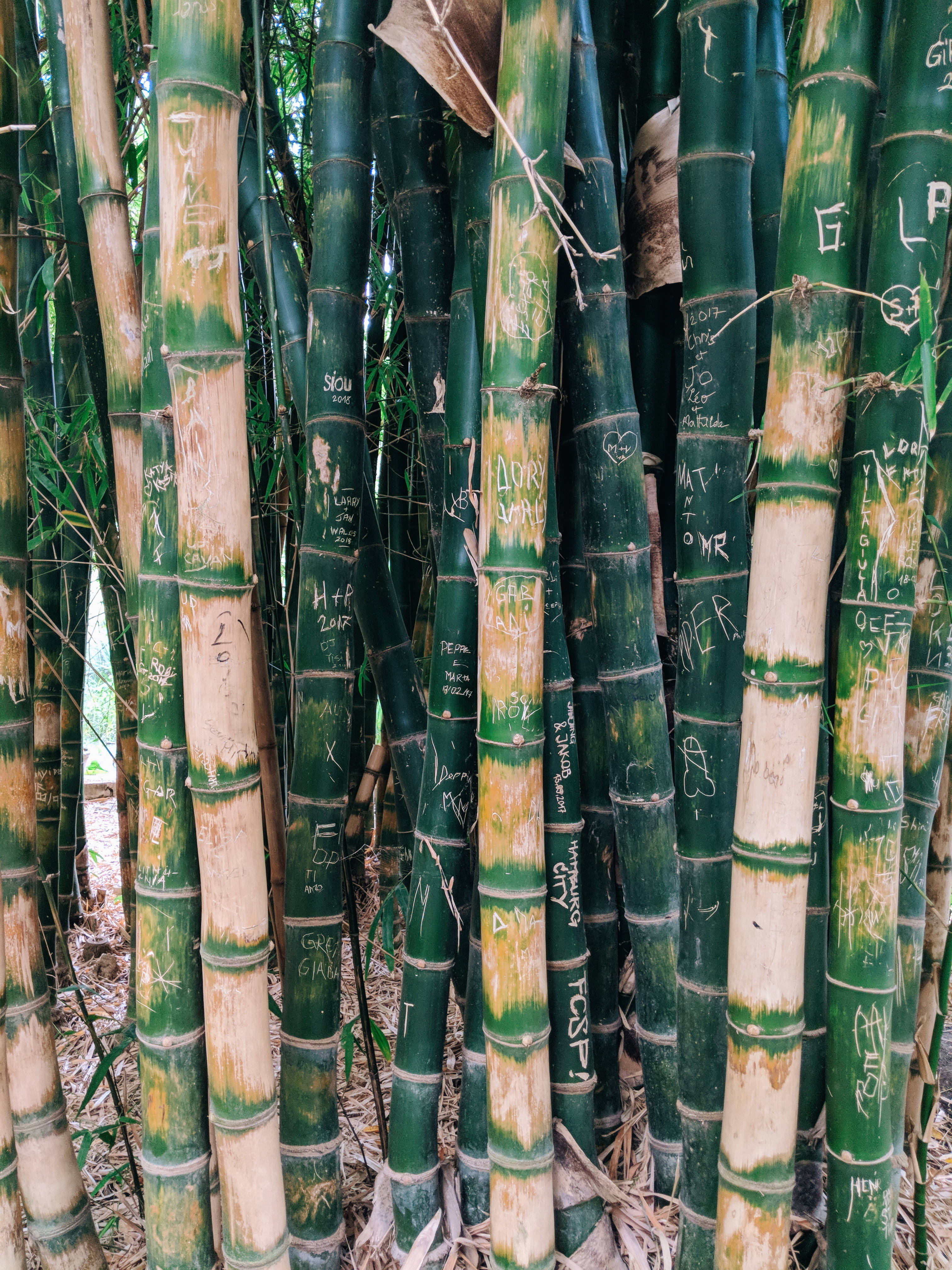 Bamboo 桌布 壁紙 — 高大的綠色竹莖上覆蓋著白色塗鴉標記，密集地矗立在自然森林環境中。