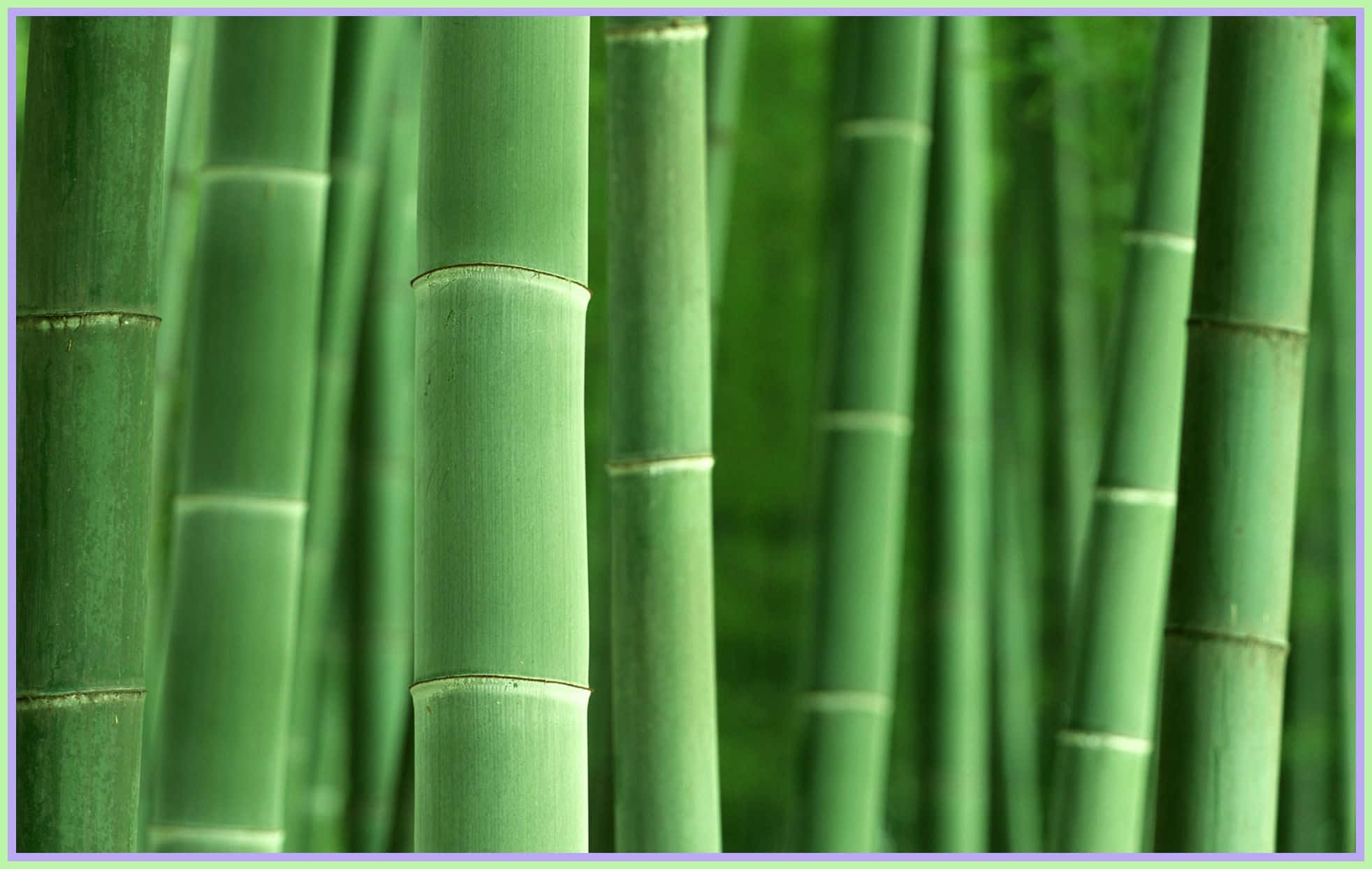 Green Bamboo 桌布 壁紙 — 高大的綠色竹莖在茂密的森林中緊密地生長，柔和自然光線穿過其間。