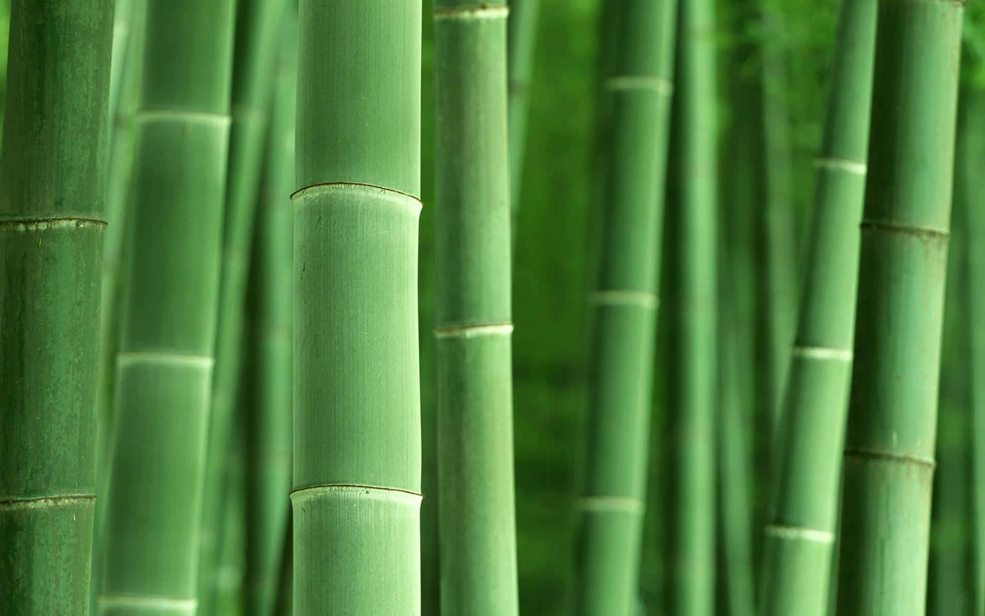 Bamboo Desktop 桌布 壁紙 — 高大的綠色竹莖在茂密的森林中緊密地生長在一起，柔和自然光線穿過其間。
