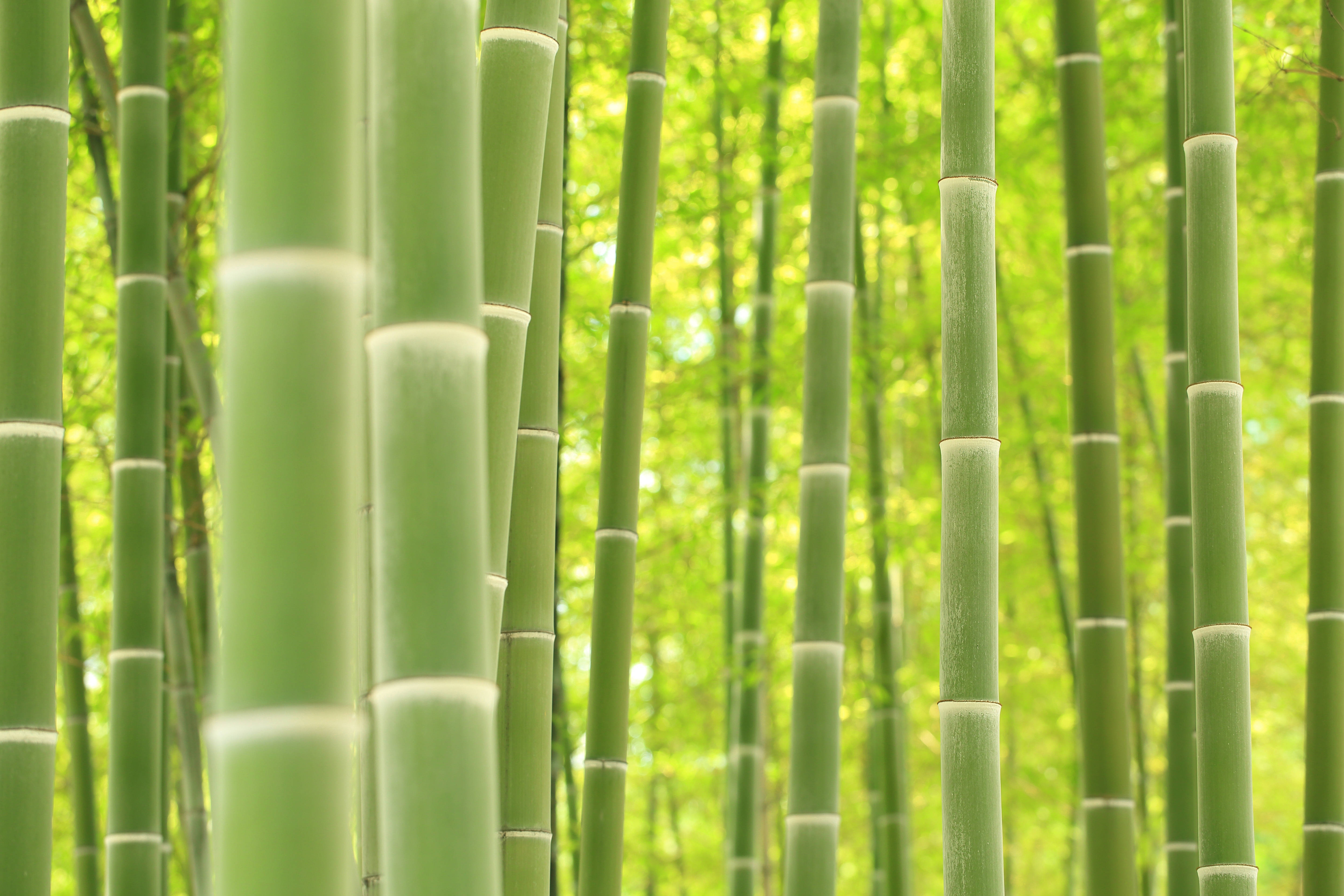 bamboo 4K 桌布 壁紙 — 高大的綠色竹莖在茂密的森林中聳立，柔和的光線穿過樹葉灑落。