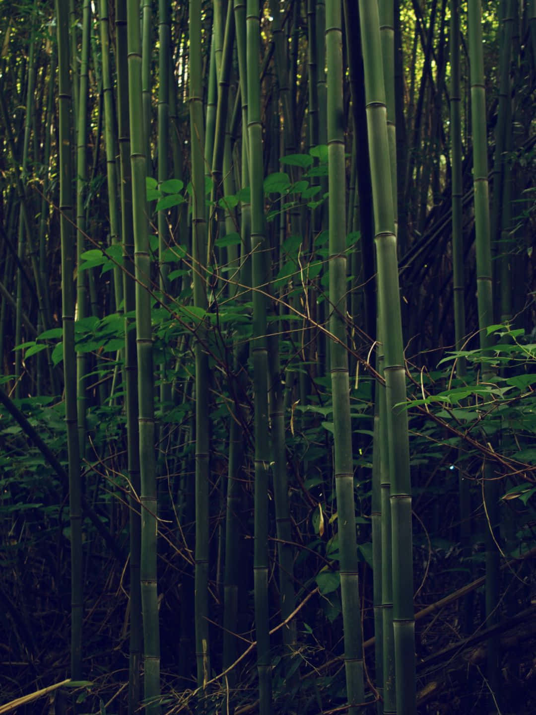 Bamboo Tree 桌布 壁紙 — 高大的綠色竹莖在陰暗的森林中密集地聳立，斑駁的陽光透過樹葉灑落。