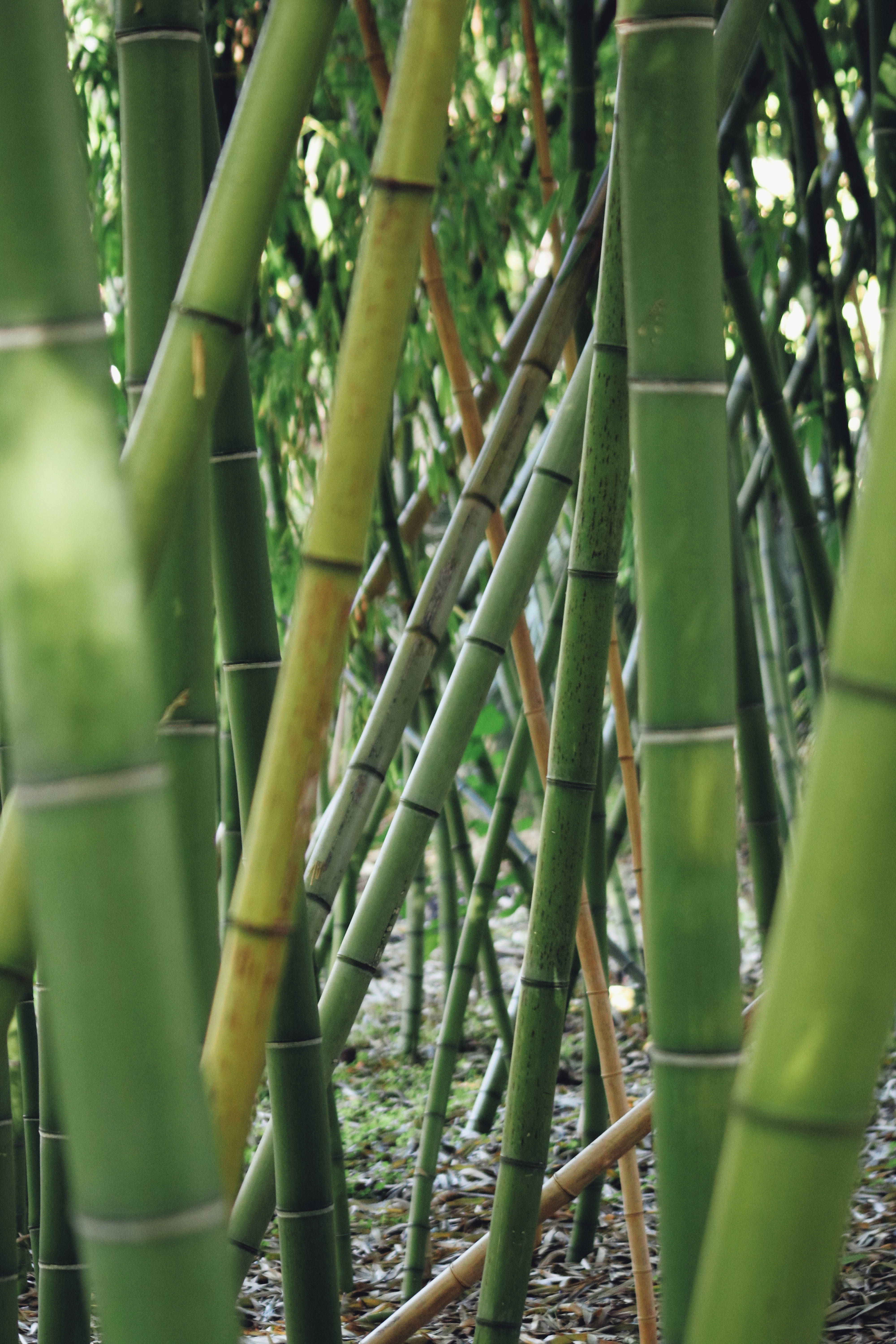 Bamboo HD 桌布 壁紙 — 高大的綠色竹莖在陽光斑駁、落葉覆蓋的森林地面上密集生長。