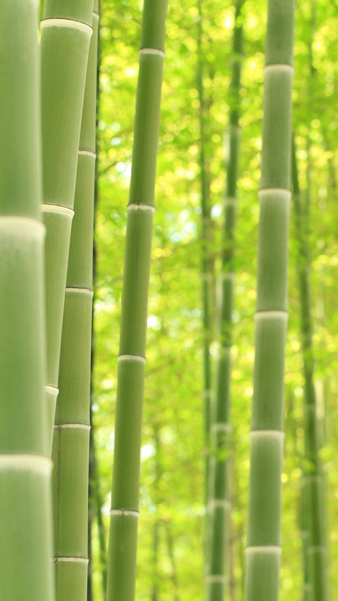 Bamboo HD 桌布 壁紙 — 高大的綠色竹莖在陽光明媚的森林中垂直聳立，背景柔和散景。
