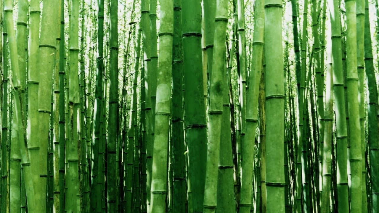 720p Bamboo 桌布 壁紙 — 高大的綠色竹莖在陽光明媚的森林中密集生長，營造出寧靜的自然隧道效果。
