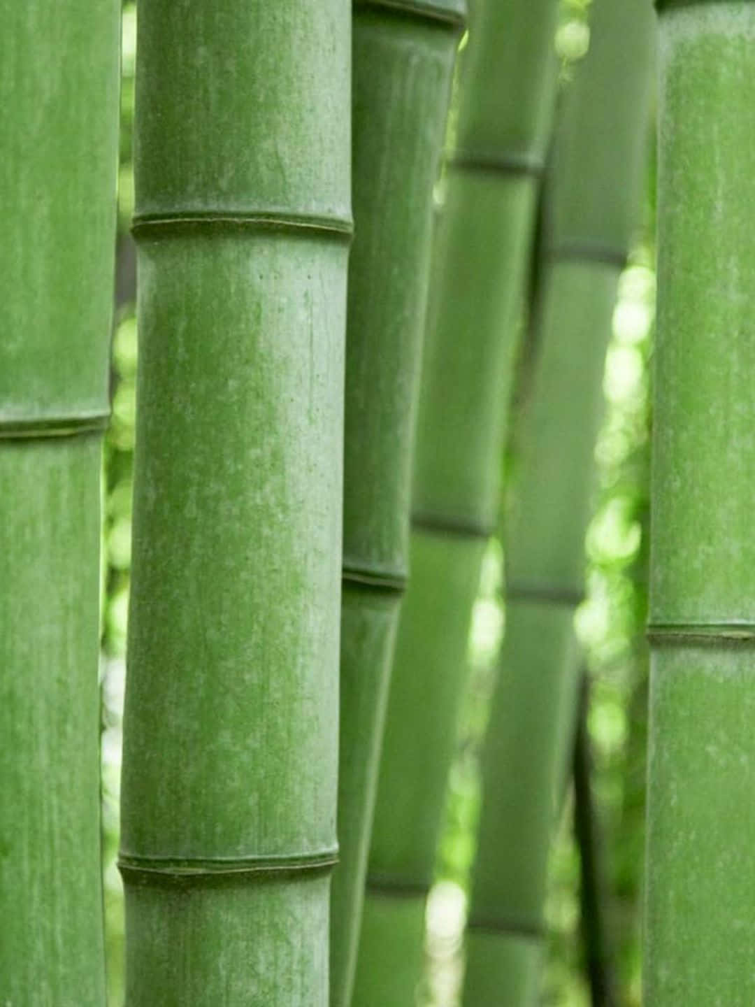 Bamboo Tree 桌布 壁紙 — 高大的綠色竹莖在陽光明媚的森林中緊密地站在一起，背景柔和模糊。