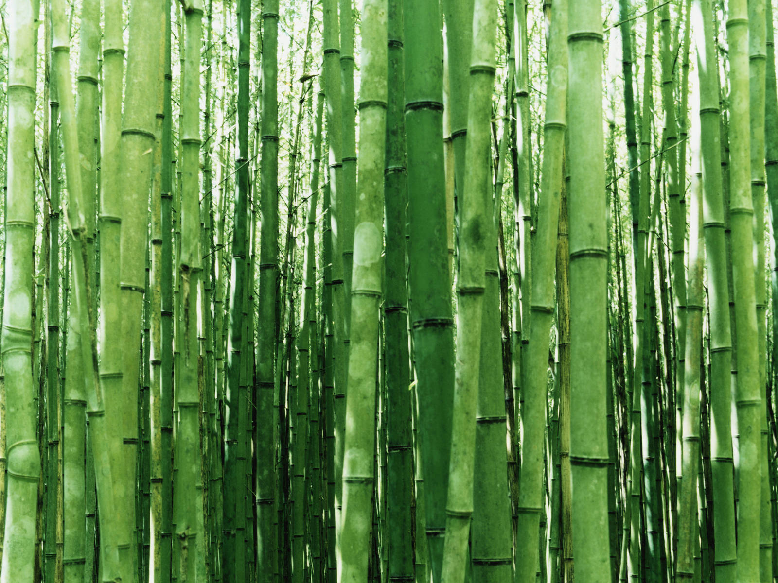 竹子 桌布 壁紙 — 高大的綠色竹莖在陽光明媚的森林中密集生長，營造出寧靜的自然隧道效果。