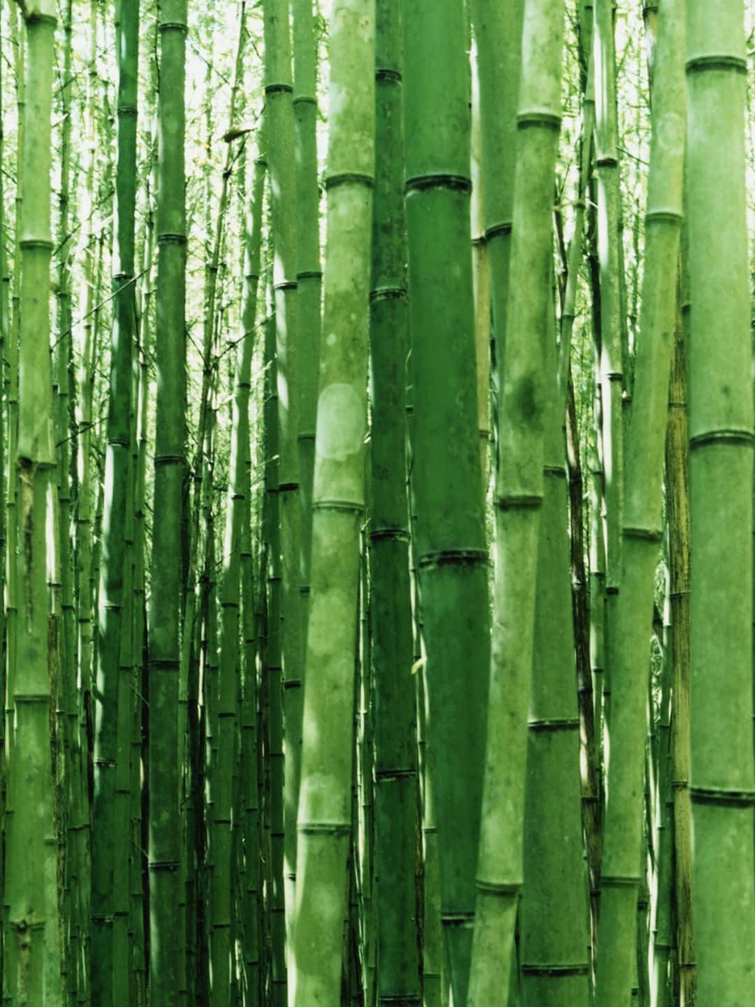 Bamboo Tree 桌布 壁紙 — 高大的綠色竹莖在陽光明媚的森林中密集生長，營造出寧靜的自然隧道效果。