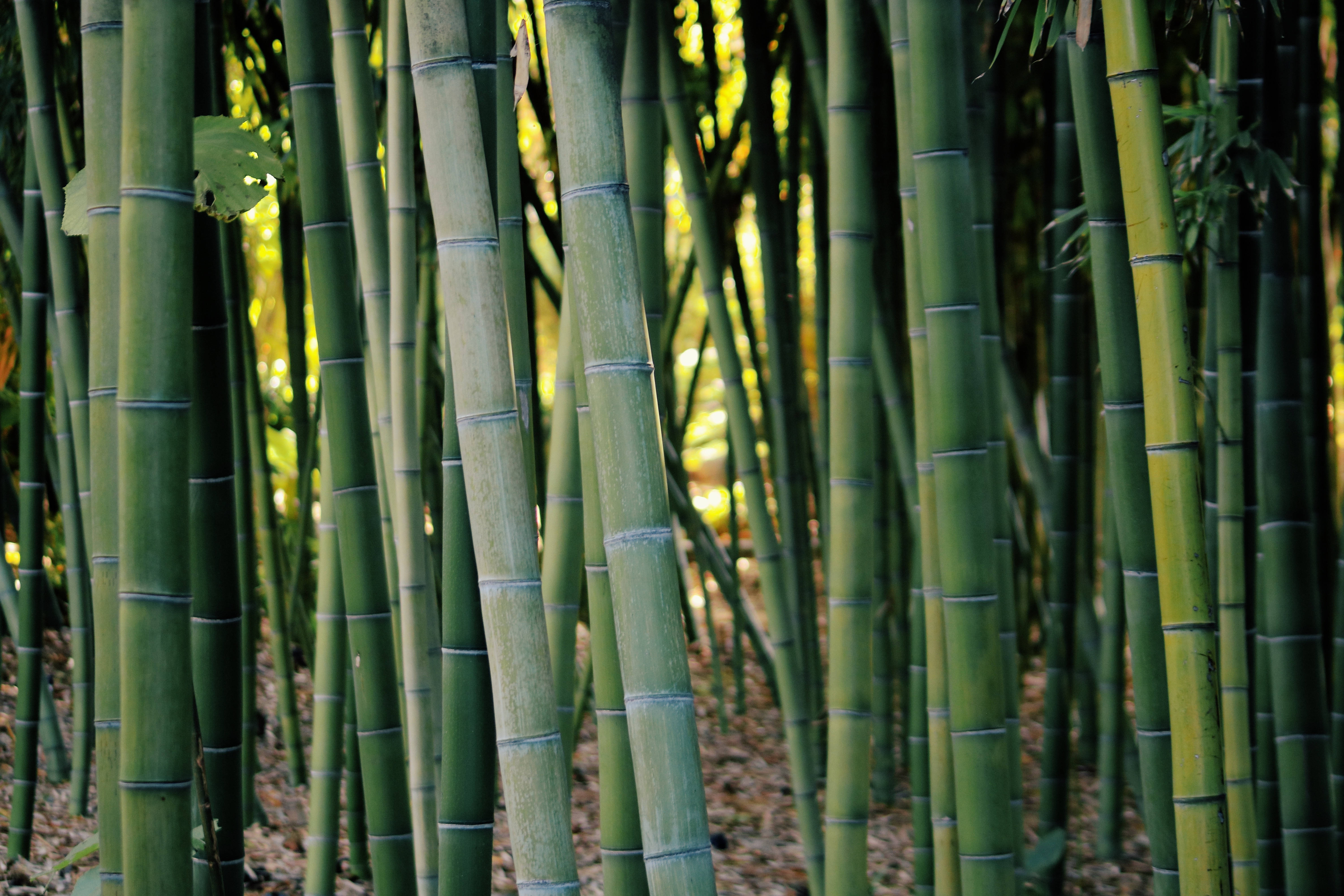 Bamboo HD 桌布 壁紙 — 高大的綠色竹莖密集地矗立在陽光普照、佈滿落葉的森林地面上。