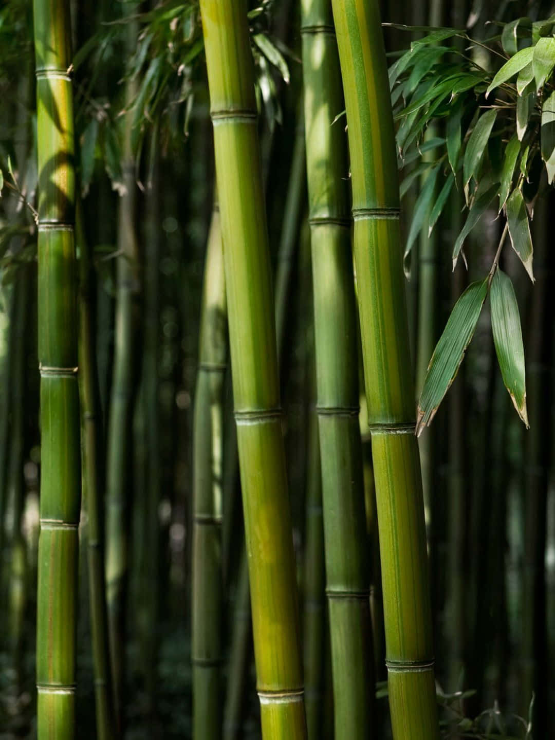 Bamboo Tree 桌布 壁紙 — 高大的綠色竹莖帶有分段節點，密集地矗立在陽光明媚的森林中，葉子在柔和的焦點背景中輕輕搖曳。