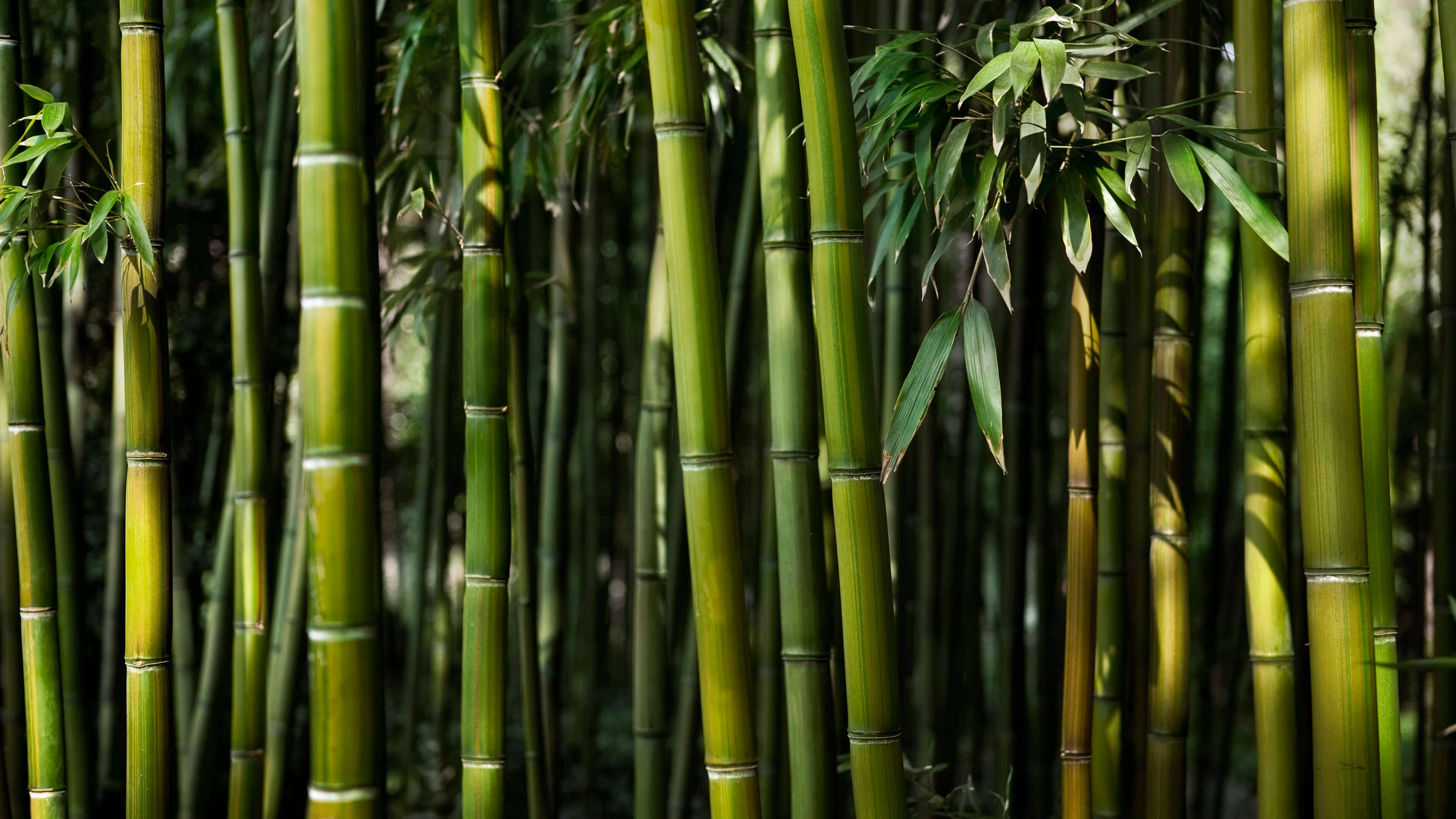 bamboo 4K 桌布 壁紙 — 高大的綠色竹莖帶有分段節點和茂密的葉子，營造出沐浴在斑駁陽光下的濃密森林背景。