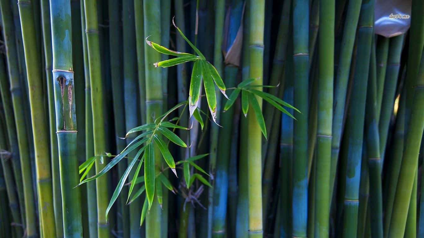 Bamboo 桌布 壁紙 — 高大的綠色竹莖帶著新鮮葉子，在柔和模糊的背景前輕輕向前彎曲。