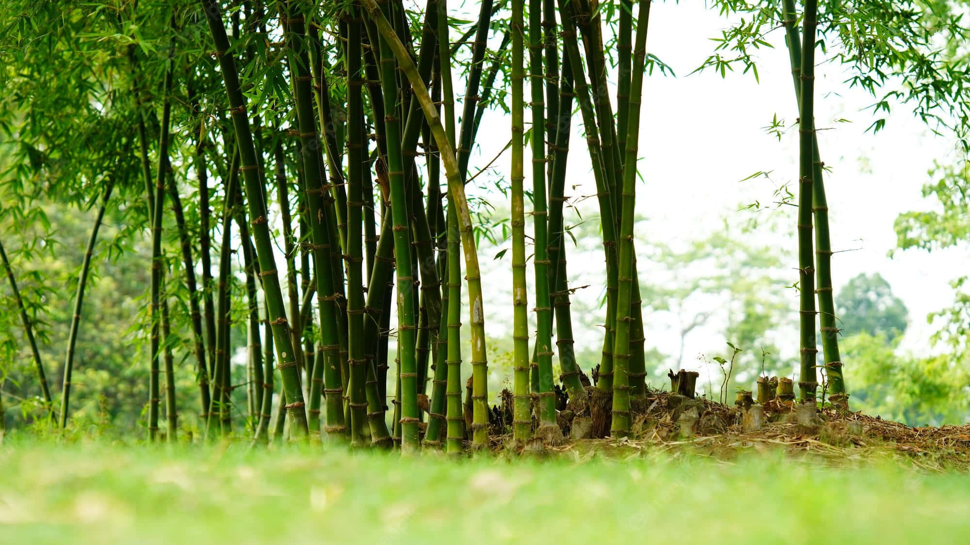 Chinese Bamboo 桌布 壁紙 — 高大的綠色竹莖從柔軟的草地前景中升起，在明亮的日光下。
