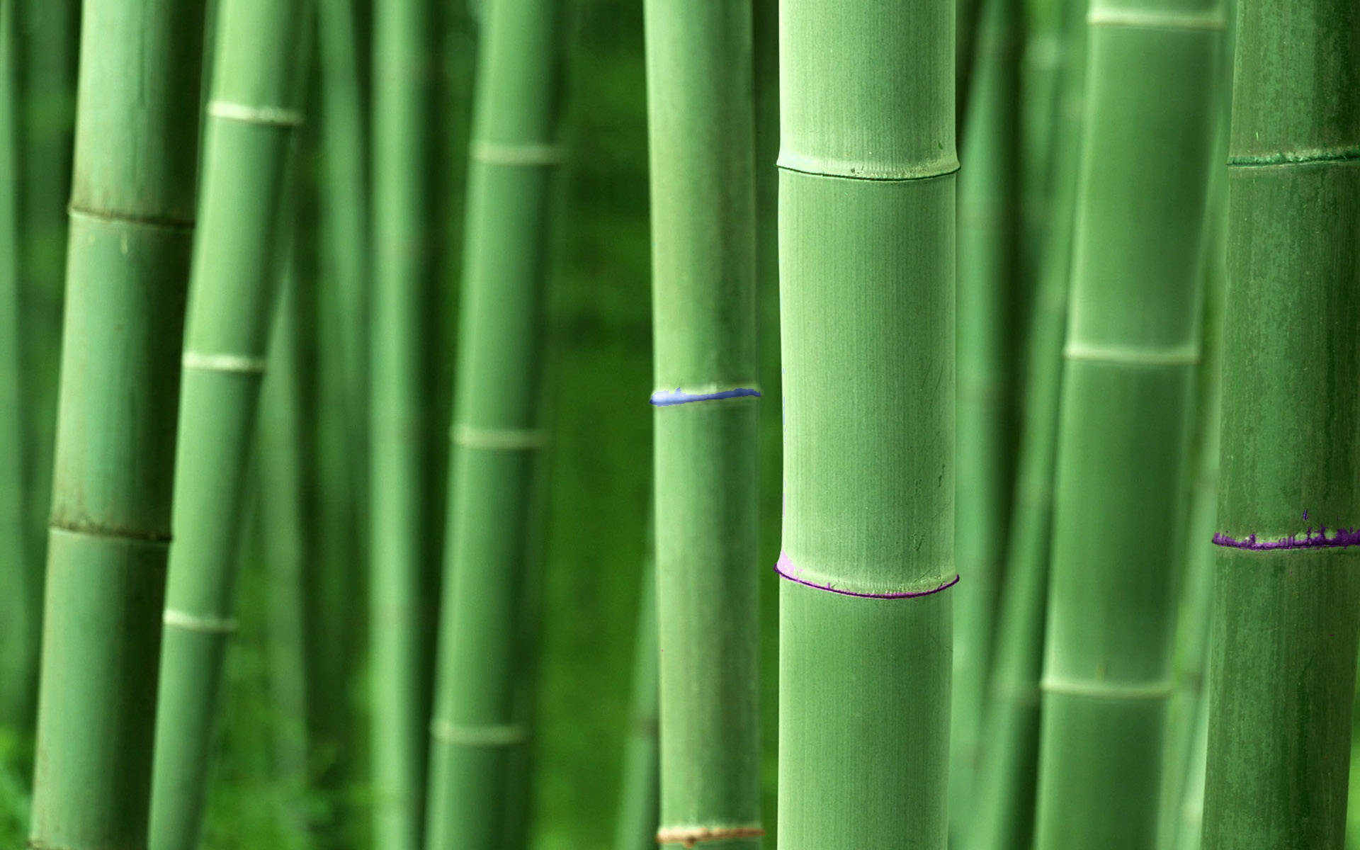 Bamboo 桌布 壁紙 — 高大的綠色竹莖矗立在茂密的森林中，背景柔和，有些竹節上有微妙的紫色斑紋。