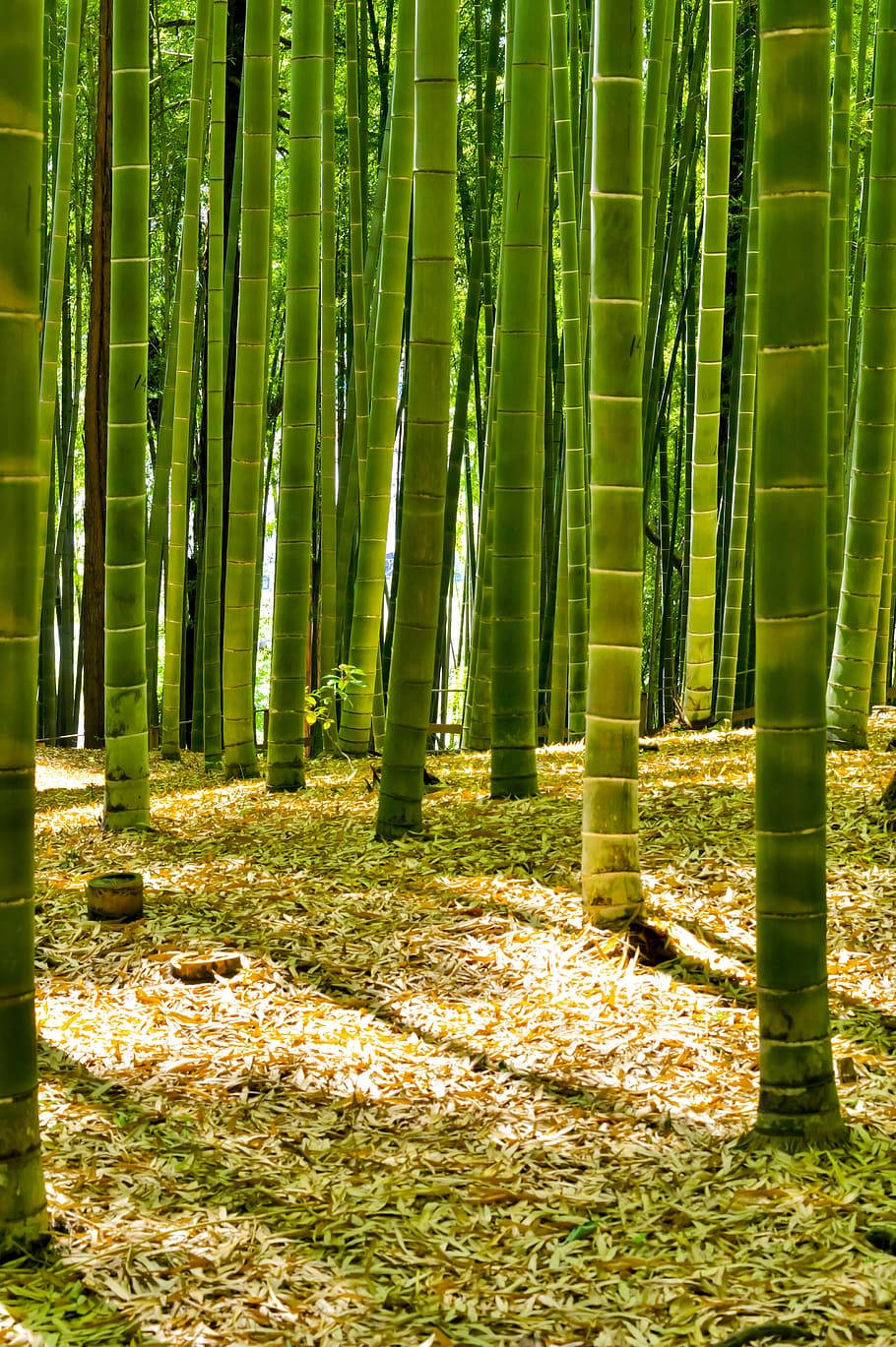 bamboo 4K 桌布 壁紙 — 高大的綠色竹莖穿過佈滿金色落葉的斑駁森林地面聳立。