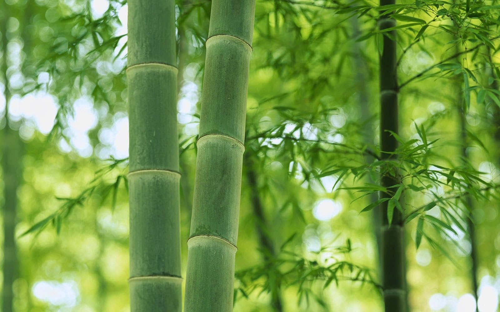 Bamboo 桌布 壁紙 — 高大的綠色竹莖穿過柔和陽光，透過茂密樹葉，在寧靜的森林中升起。