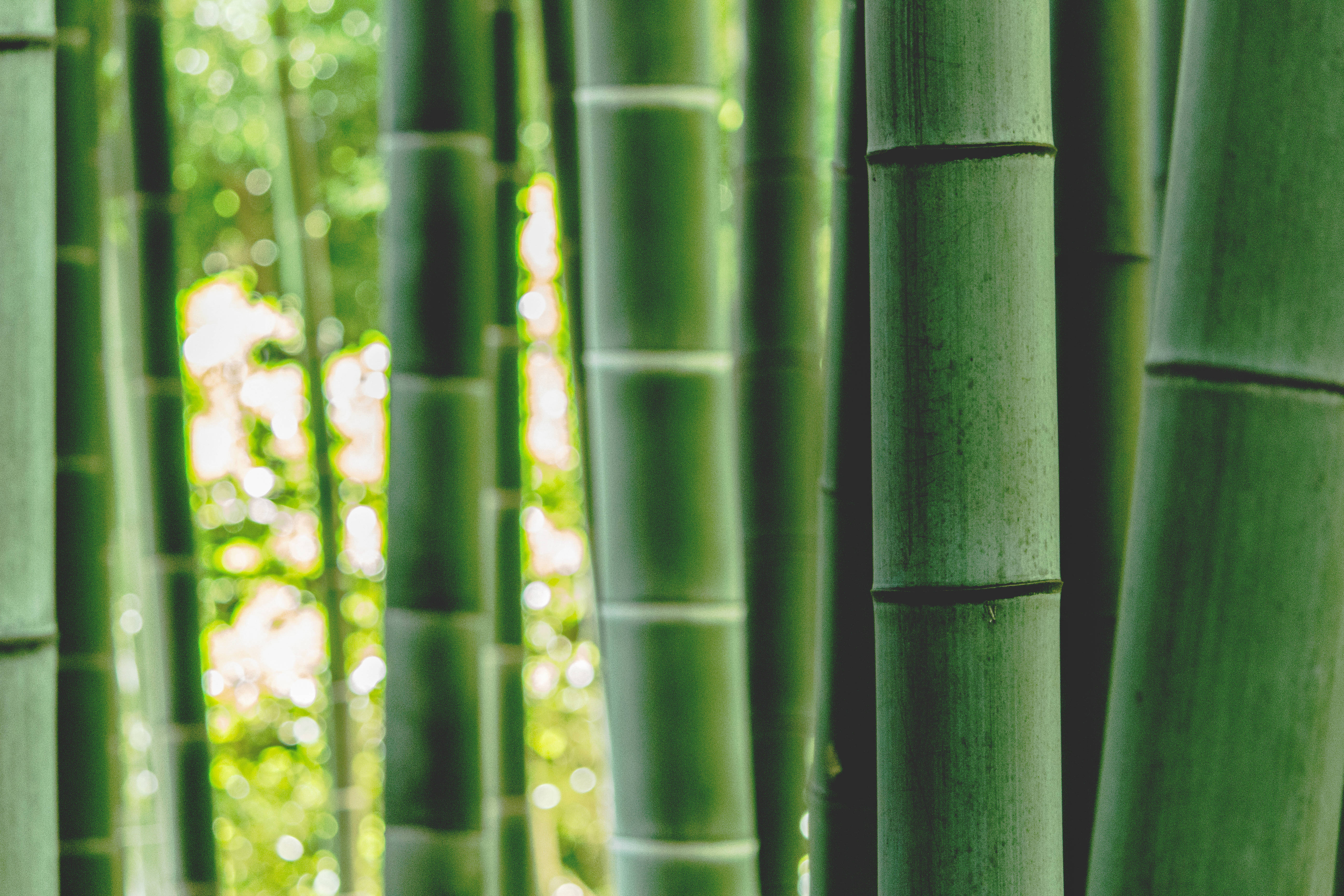 Bamboo 桌布 壁紙 — 高大的綠色竹莖緊密地站在一起，陽光穿透而過，在背景中營造出柔和發光的散景效果。