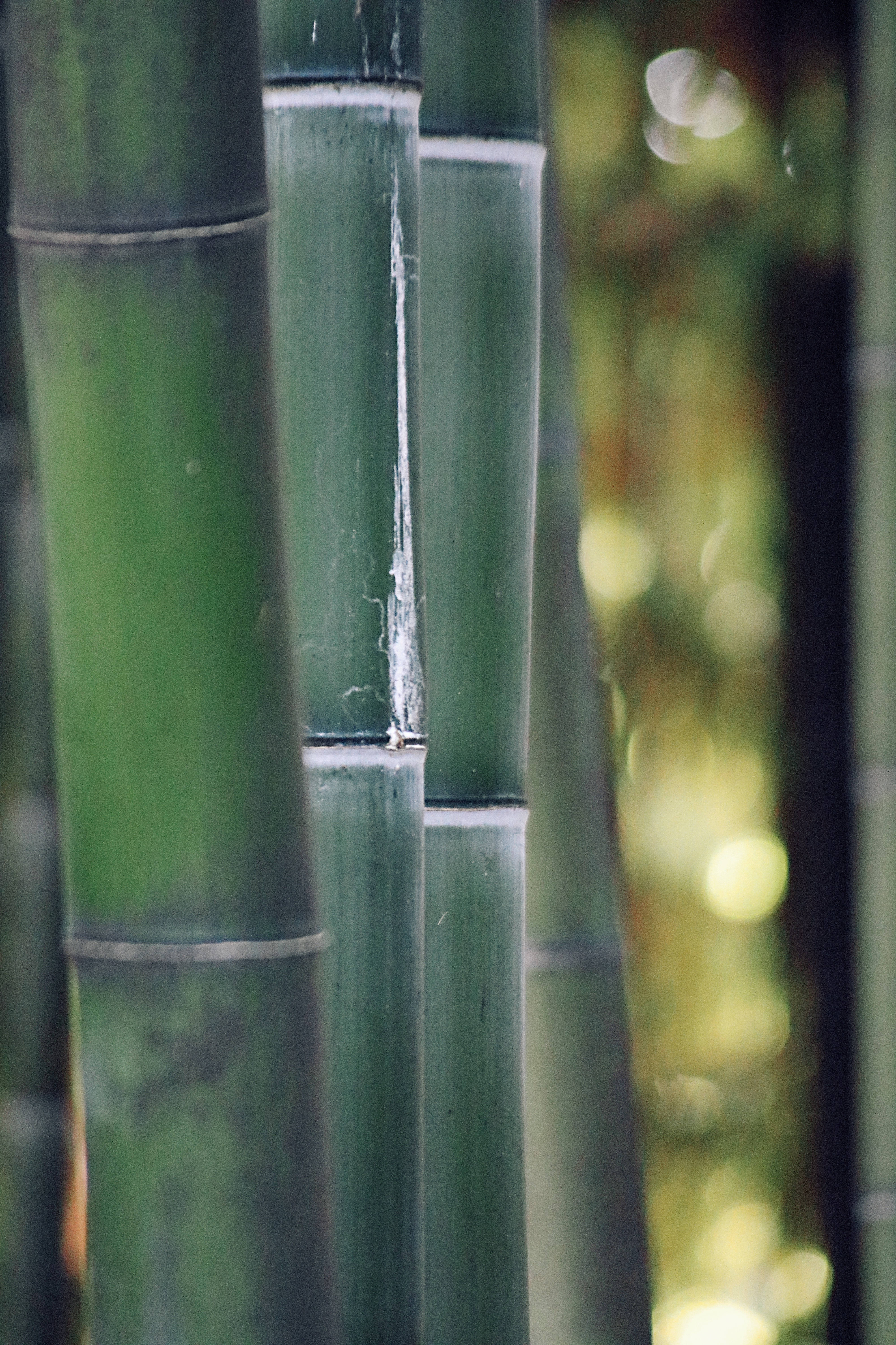 Bamboo HD 桌布 壁紙 — 高大的綠色竹莖緊密地靠在一起，背景有柔和的金色散景。