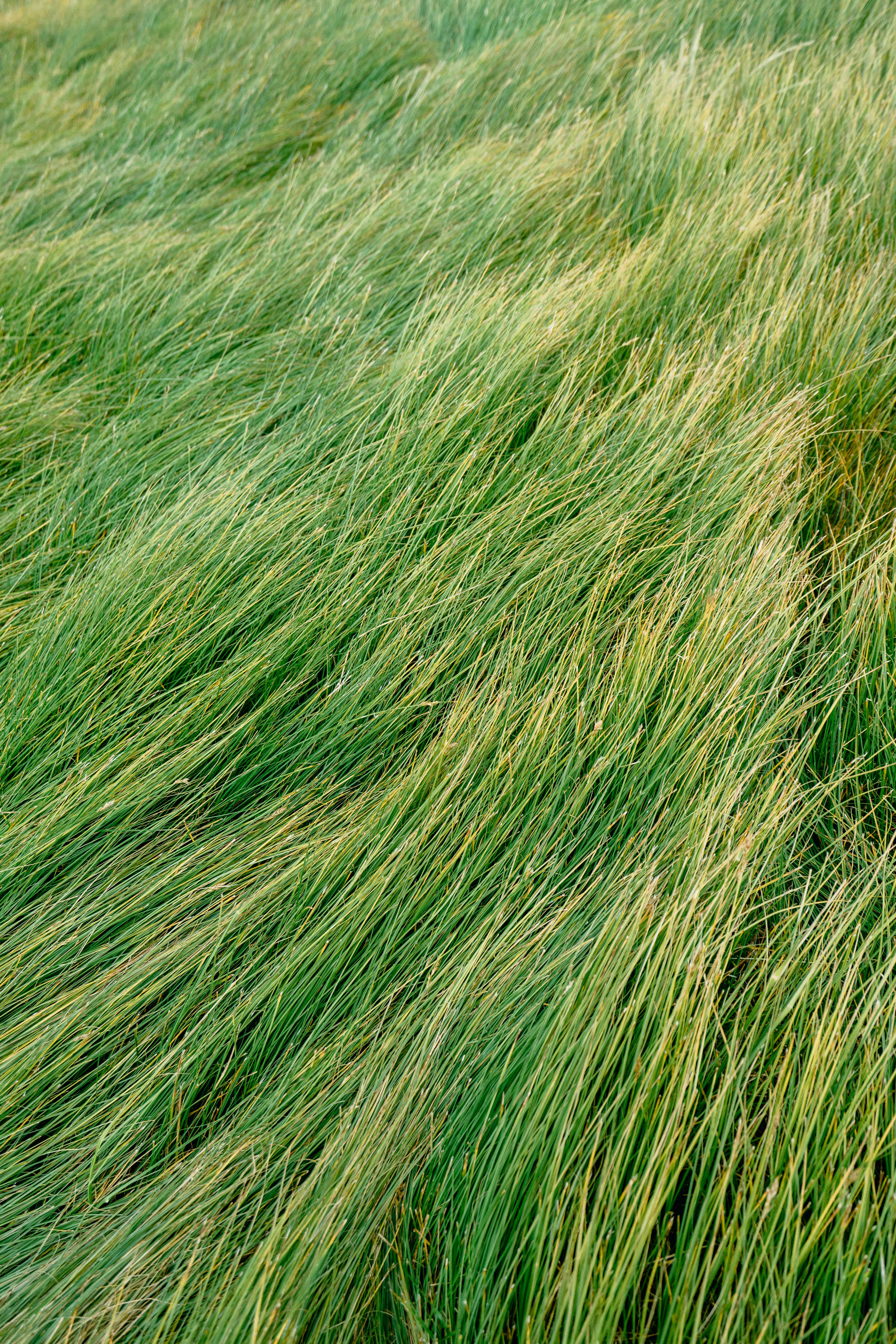 Grass 桌布 壁紙 — 高大的綠色草葉在自然微風中輕輕搖曳，營造出柔軟有質感的田野。