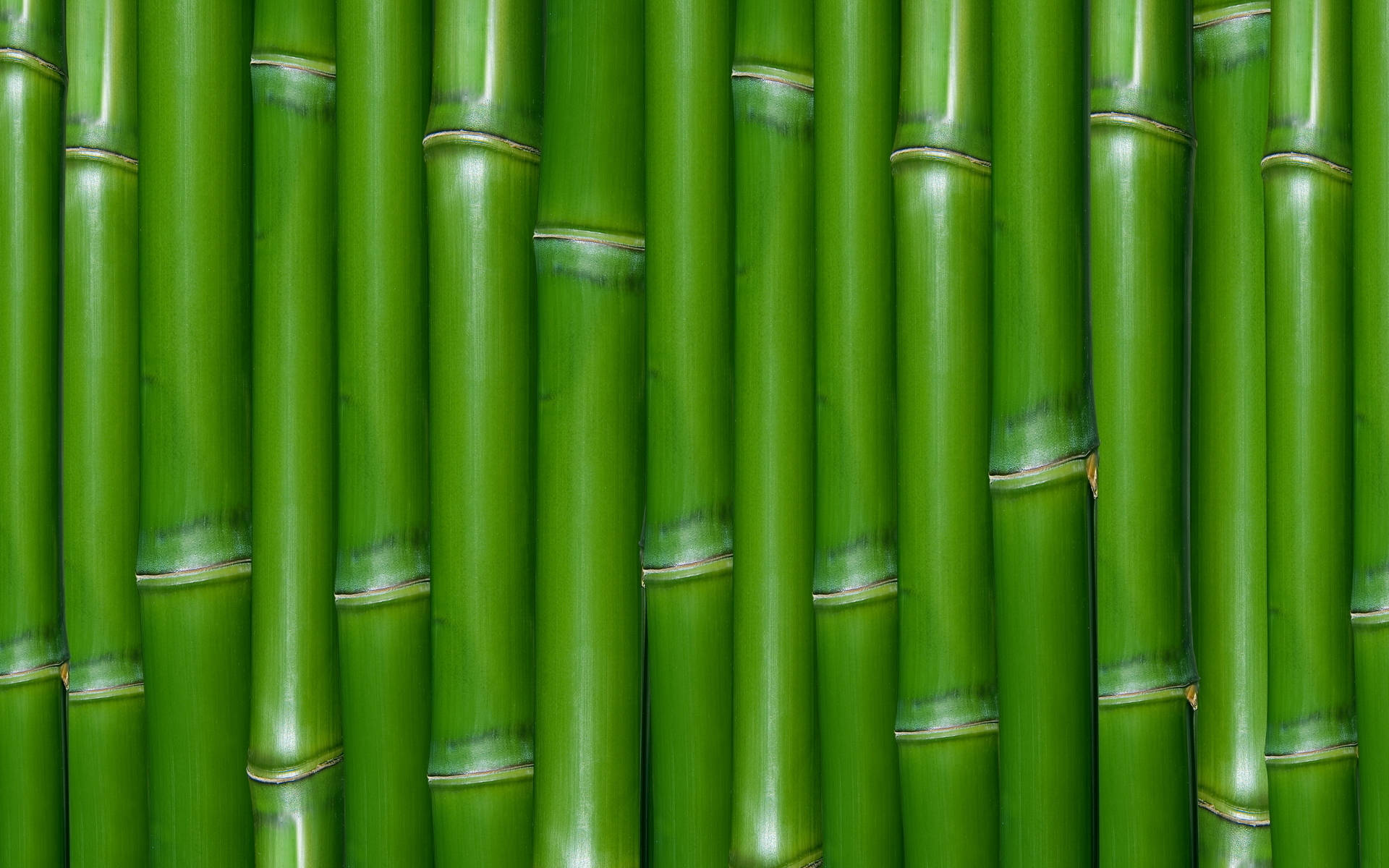 Bamboo 桌布 壁紙 — 高大的翠綠竹莖緊密排列，形成密集的垂直圖案，帶有自然的竹節和微妙的色彩變化。