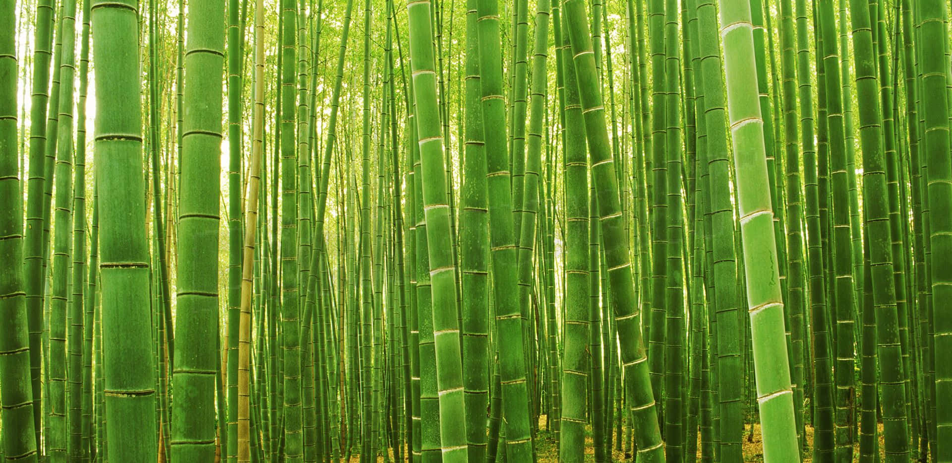 Bamboo 桌布 壁紙 — 高大的翡翠綠竹竿在陽光明媚的森林中密集生長，營造出寧靜的自然隧道效果。