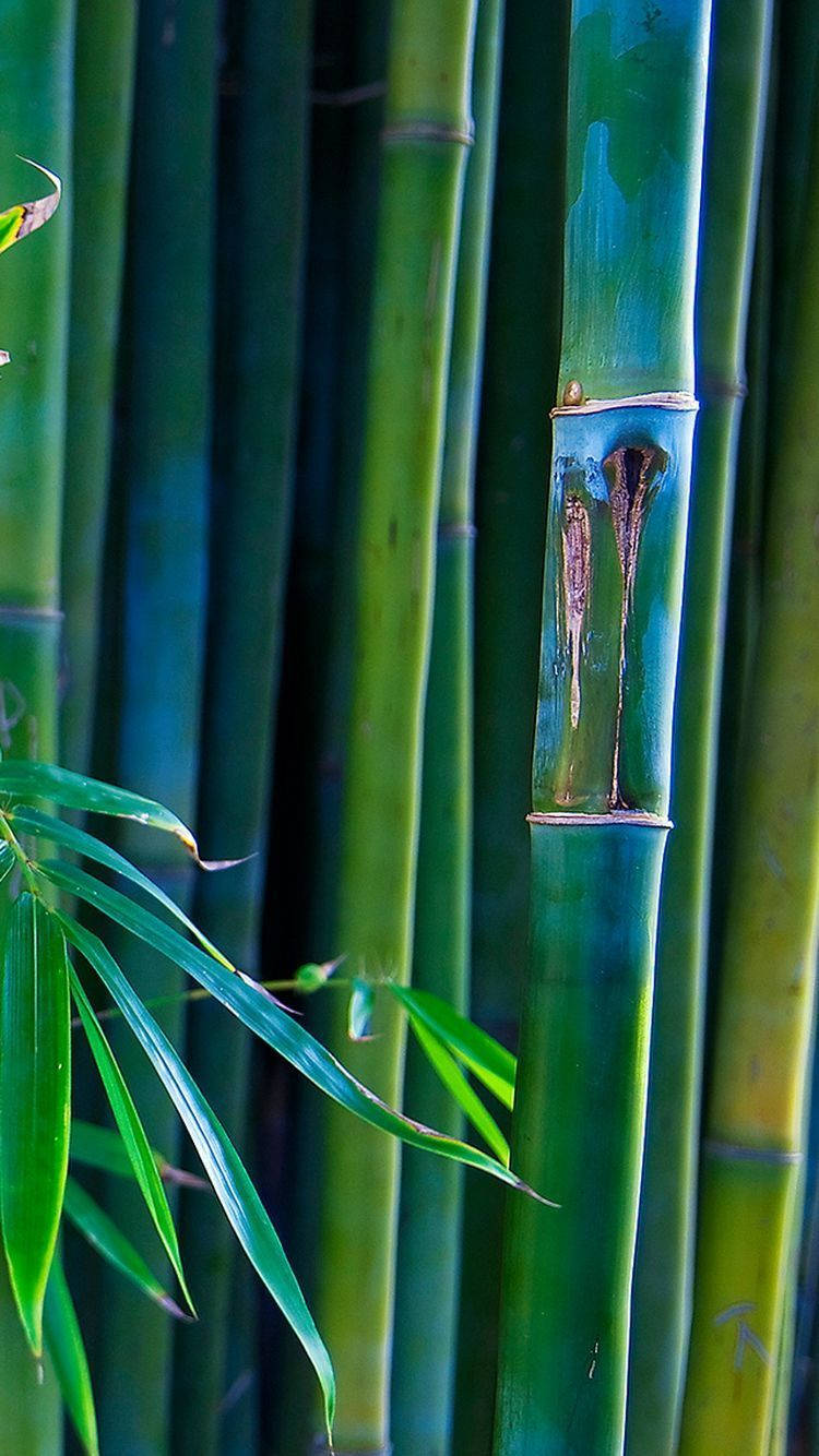 Bamboo HD 桌布 壁紙 — 高大的翡翠綠竹莖，帶有光滑的節狀莖和纖細的葉子，營造出茂密的熱帶森林背景。