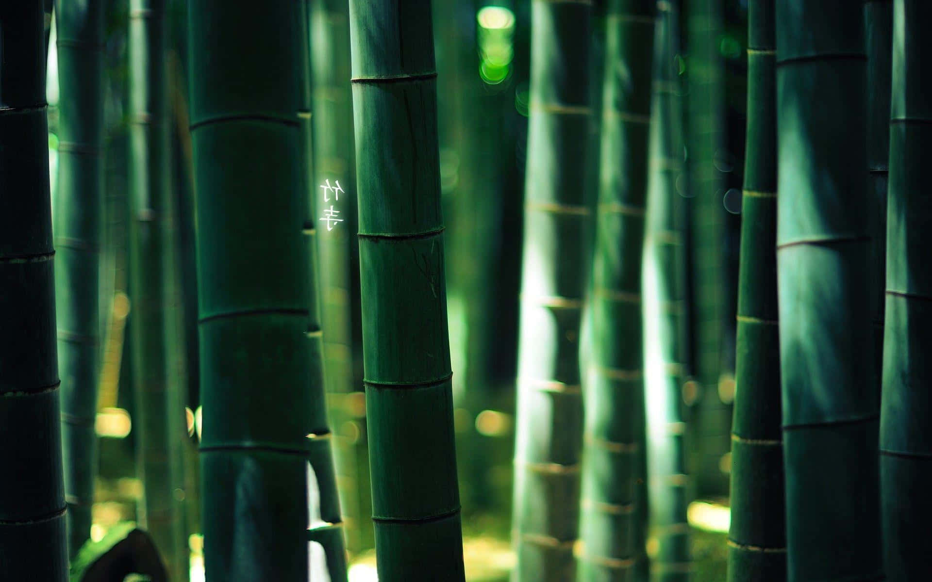 Bamboo Desktop 桌布 壁紙 — 高大的翡翠綠色竹莖在寧靜的森林中緊密地站在一起，柔和的金色光線透過樹冠照射進來。