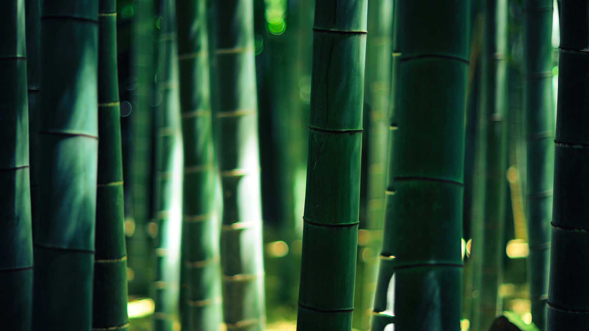Bamboo Forest 桌布 壁紙 — 高大的翡翠綠色竹莖緊密地站在一起，柔和的散景光線穿過森林。