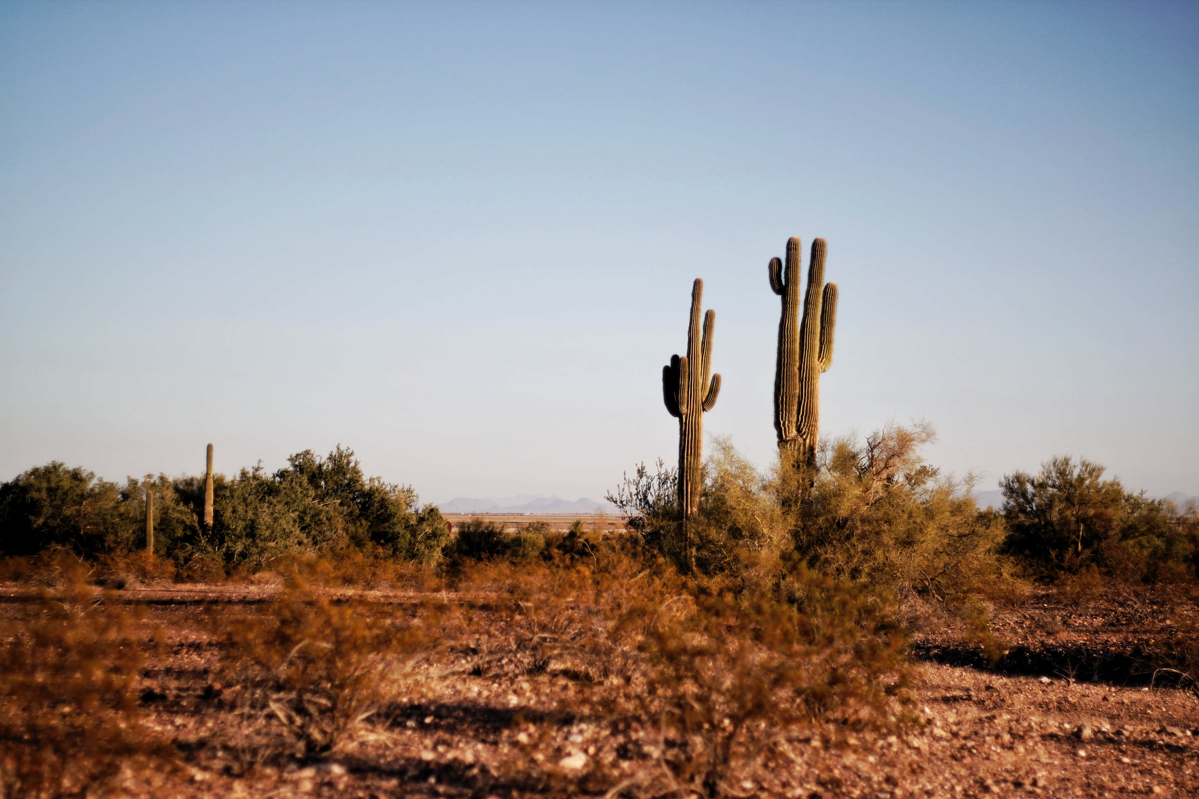 Phoenix Arizona 桌布 壁紙 — 高大的薩瓜羅仙人掌在晴朗的藍天下，像哨兵一樣矗立在烈日曝曬的沙漠景觀中。