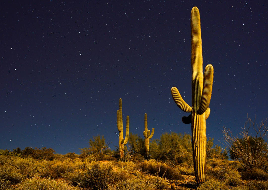 Arizona 桌布 壁紙 — 高大的薩瓜羅仙人掌在溫暖的地面燈光下，在繁星點點的沙漠夜空中形成剪影。