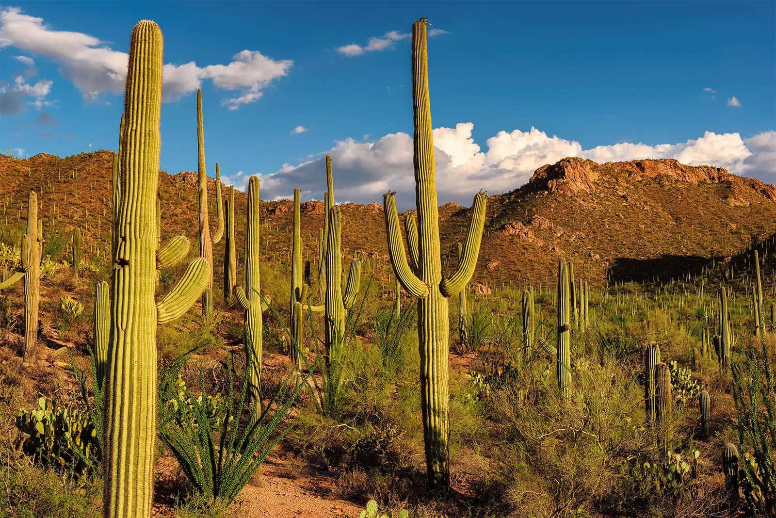 Cactus Plants 桌布 壁紙 — 高大的薩瓜羅仙人掌在陽光普照的沙漠景觀中傲然挺立，頭頂是湛藍的天空和蓬鬆的白雲。