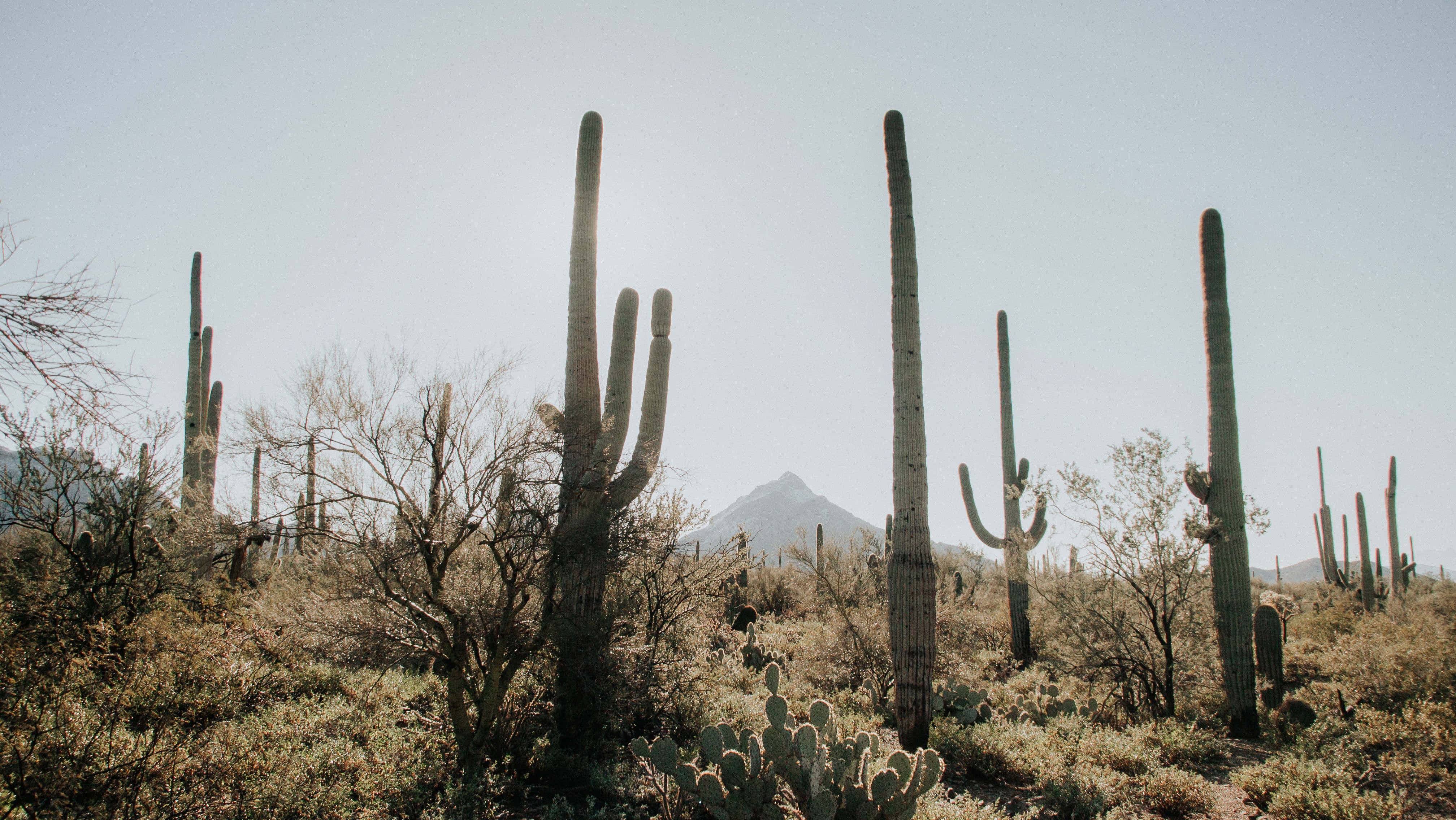 Phoenix Arizona 桌布 壁紙 — 高大的薩瓜羅仙人掌矗立在陽光明媚的沙漠中，遠方山頂在淡藍色天空下若隱若現。