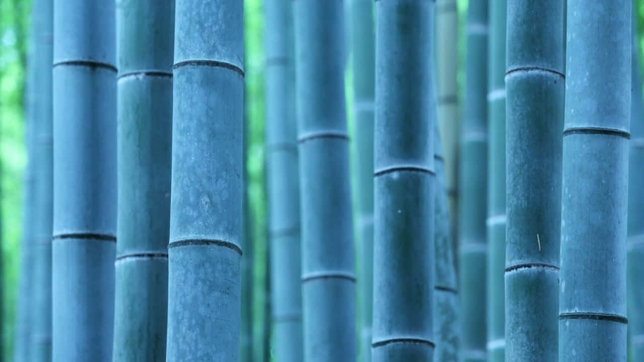 720p Bamboo 桌布 壁紙 — 高大的藍綠色竹莖密集地豎立成垂直行，背景有柔和的綠色葉子模糊。